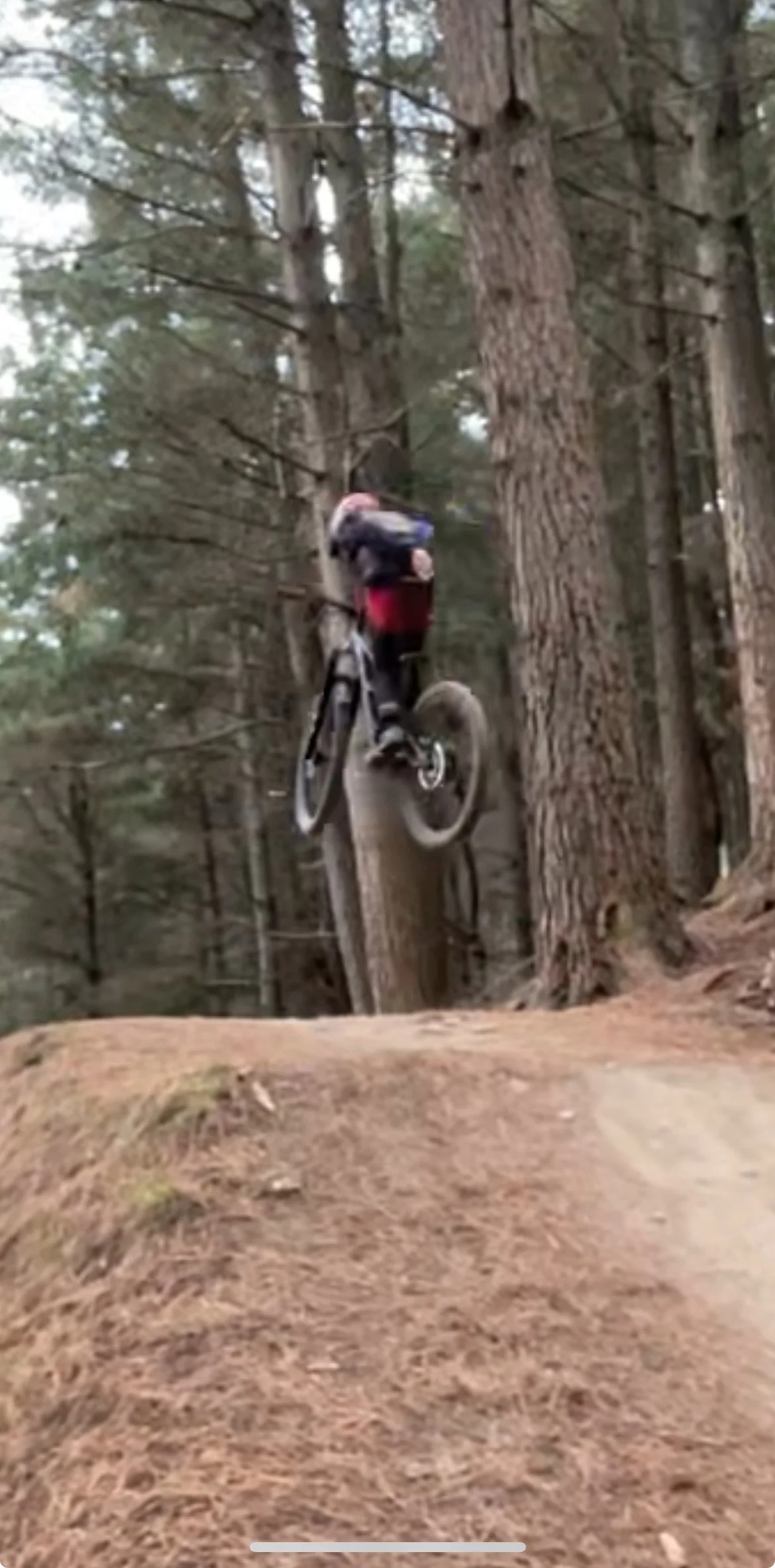A person riding a bicycle, mid-air, jumping on a dirt trail in a forest with tall trees.