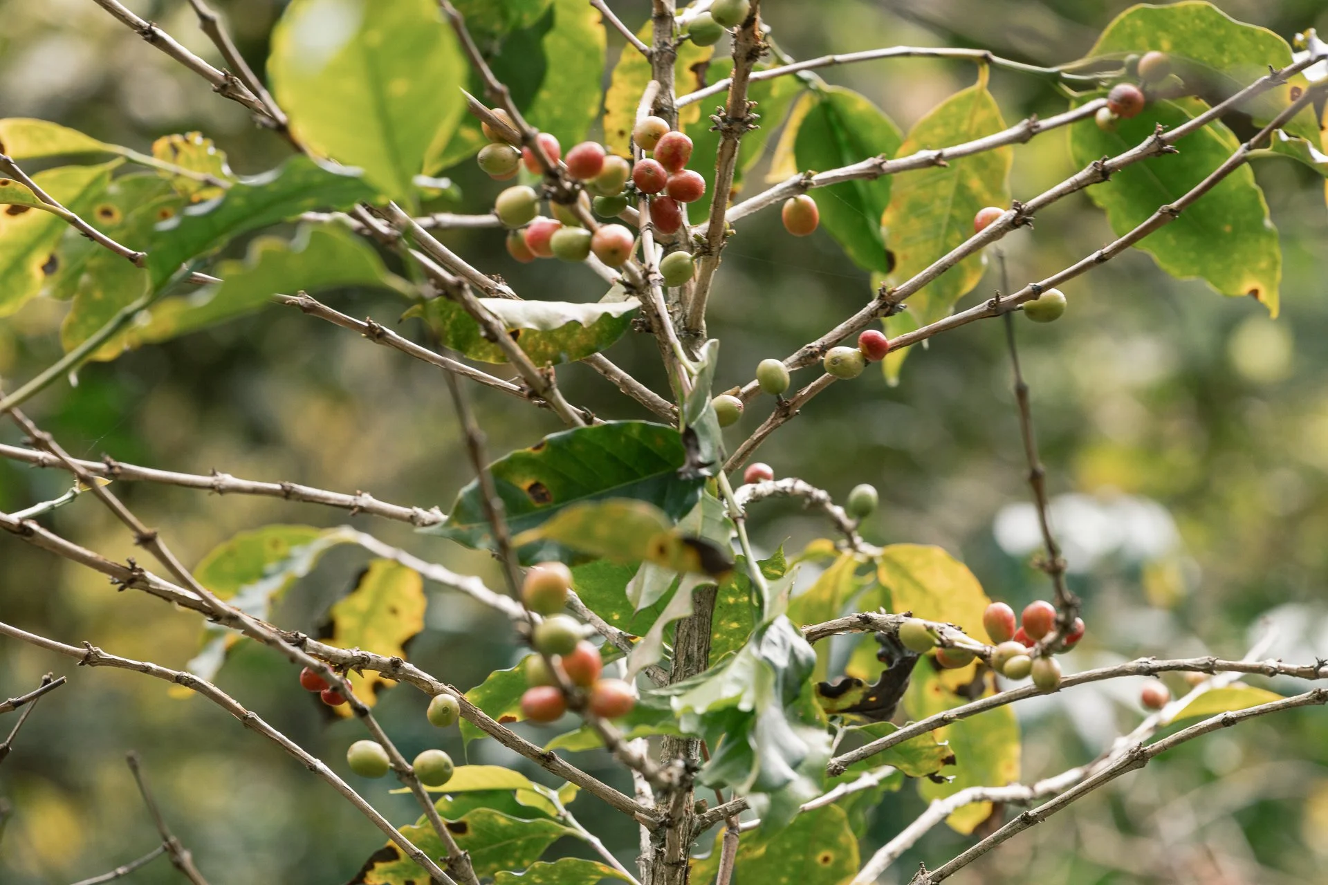 011826_Coffee Farm_Social-12.jpg