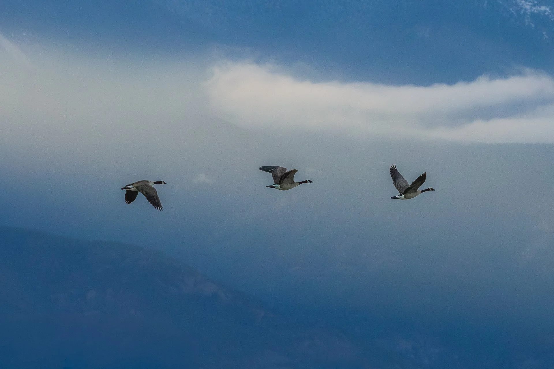 Birds Of A Feather