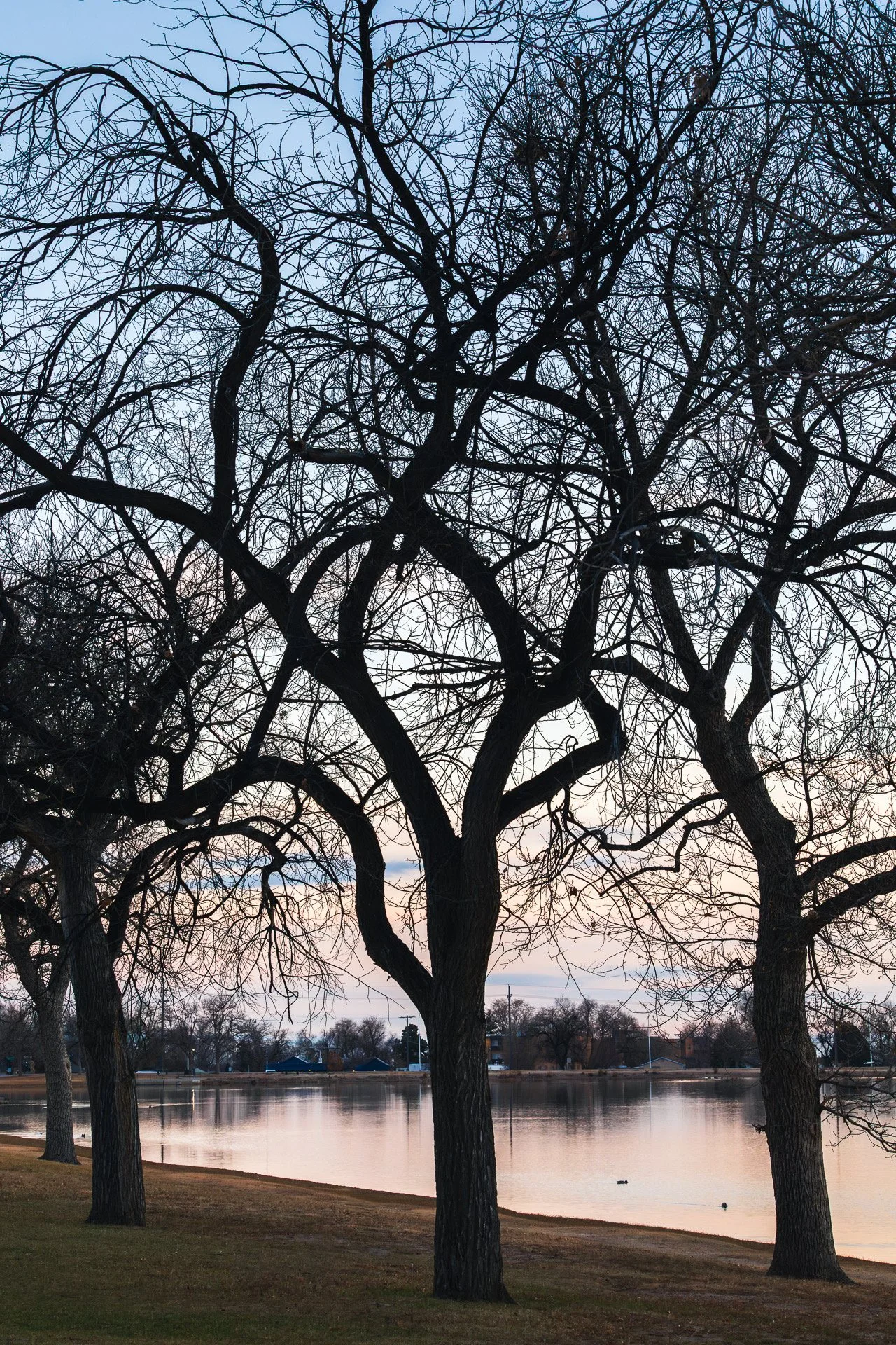 Like a tree planted by the water