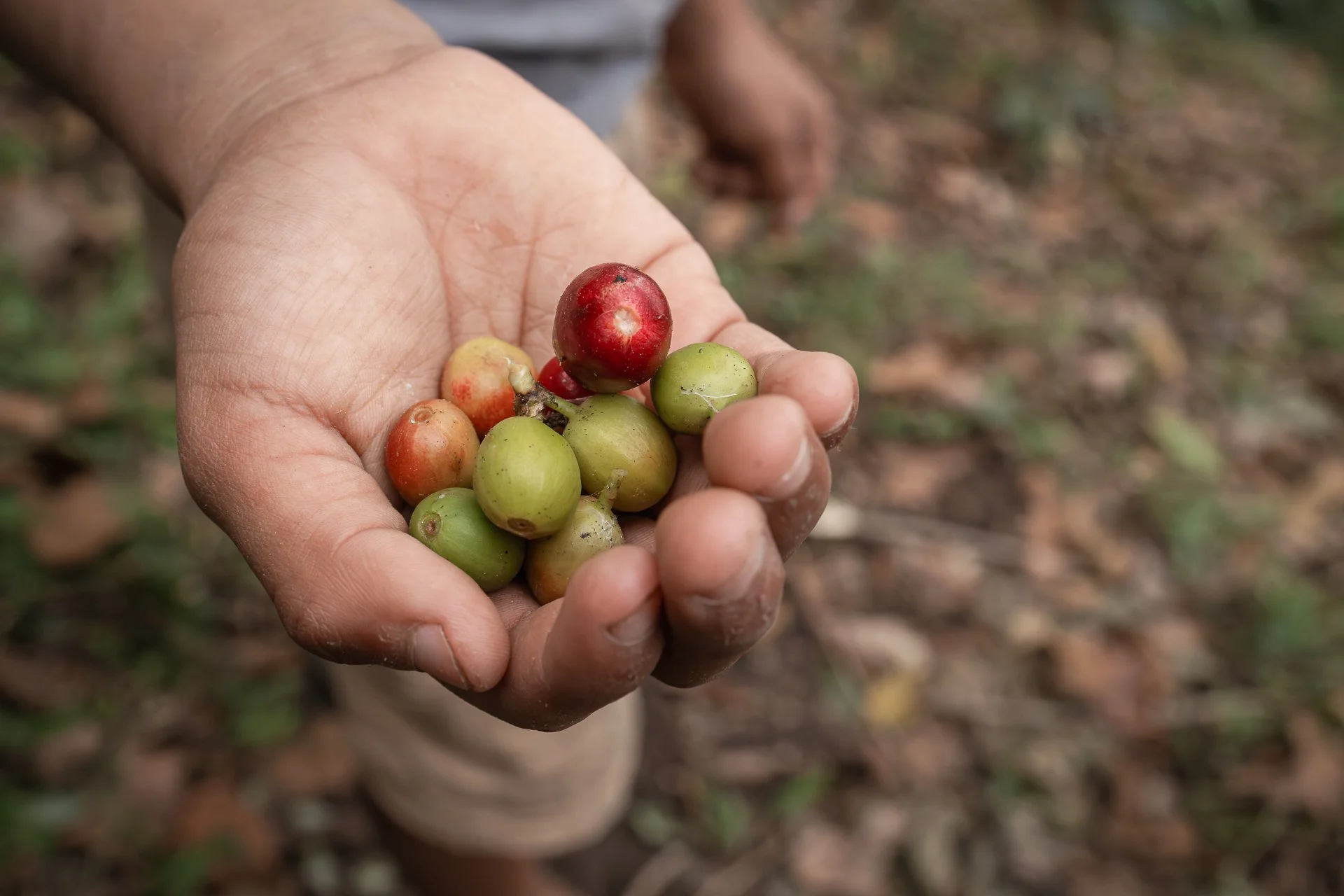 What I Saw in the Coffee Fields of Chiapas