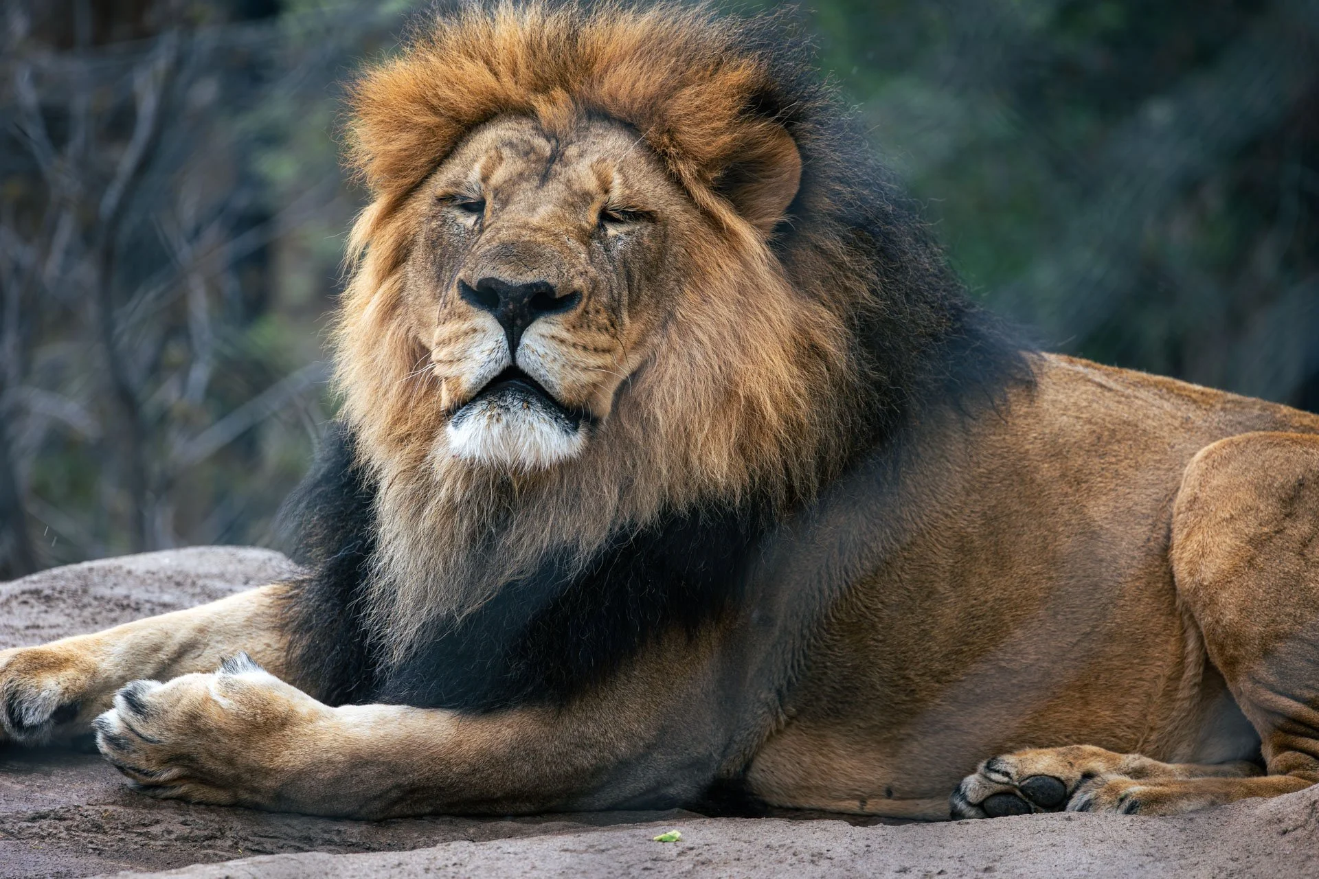 King Of The Jungle