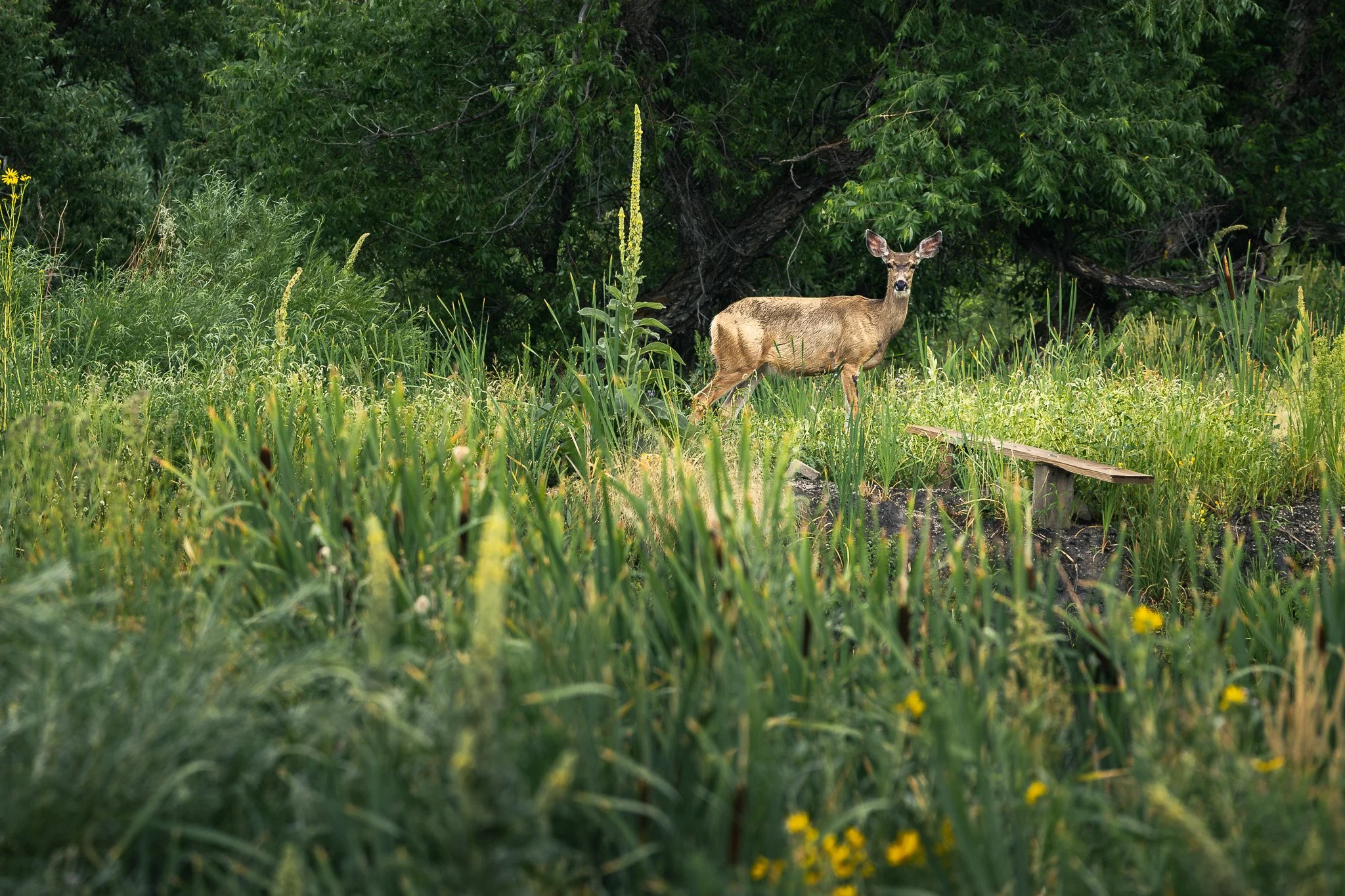 A quiet afternoon in the tall grass.