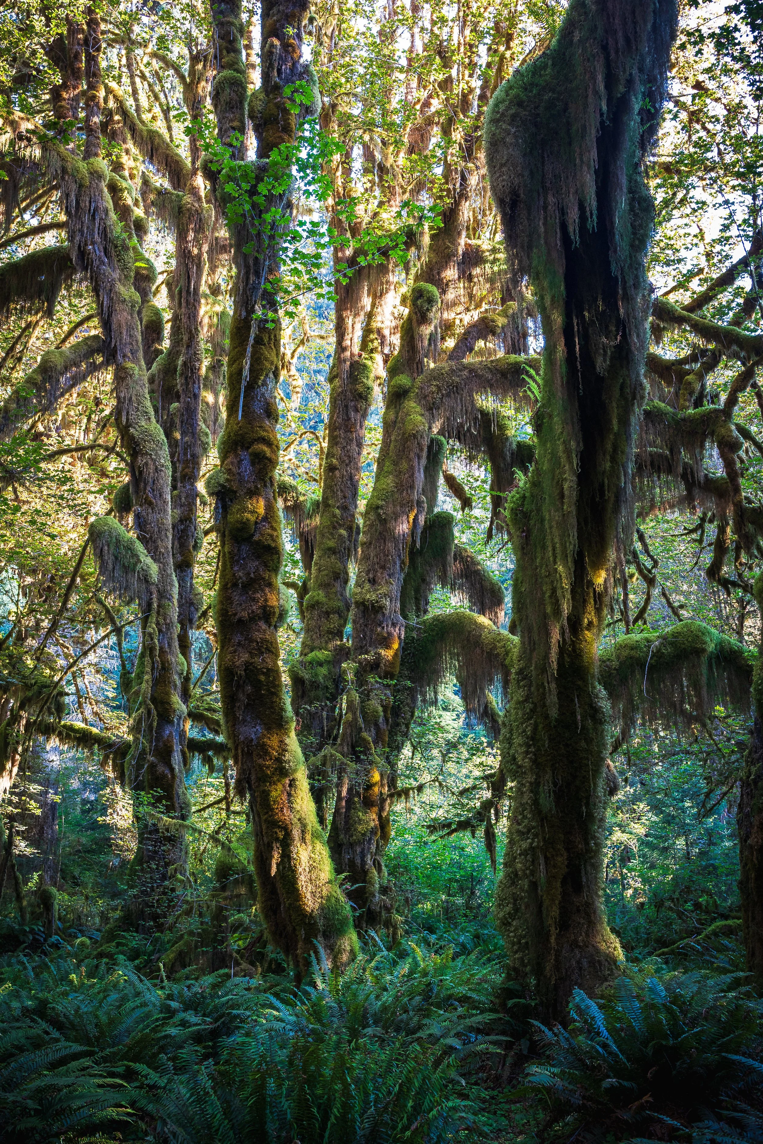 Memories Of Endor