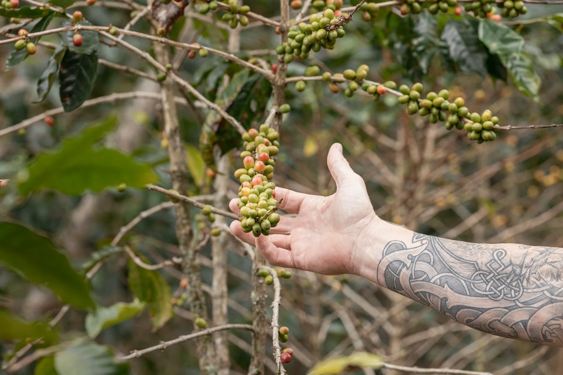 011826_Coffee Farm_Social-11.jpg