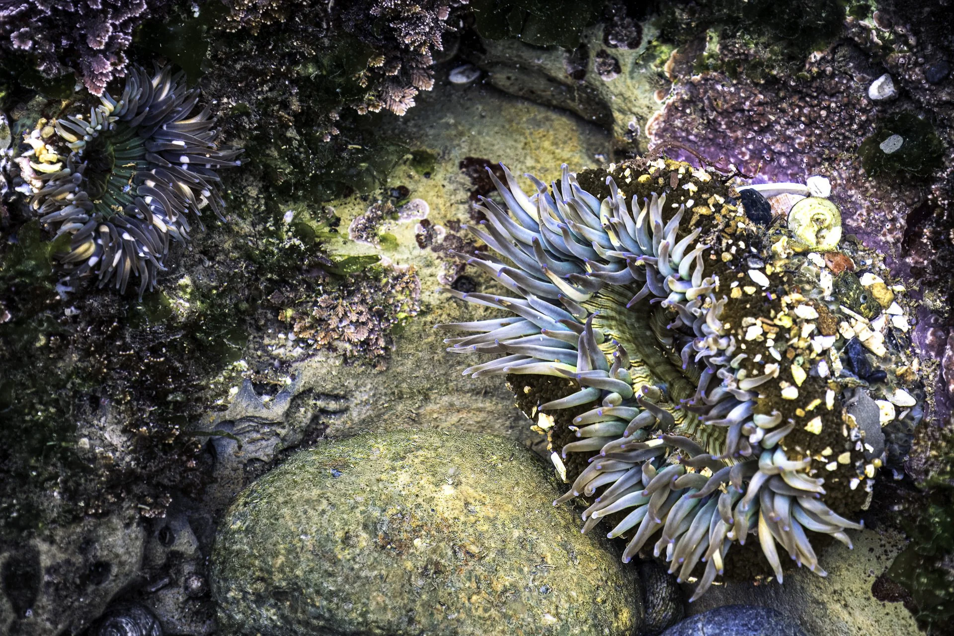 Tidal Treasures.jpg