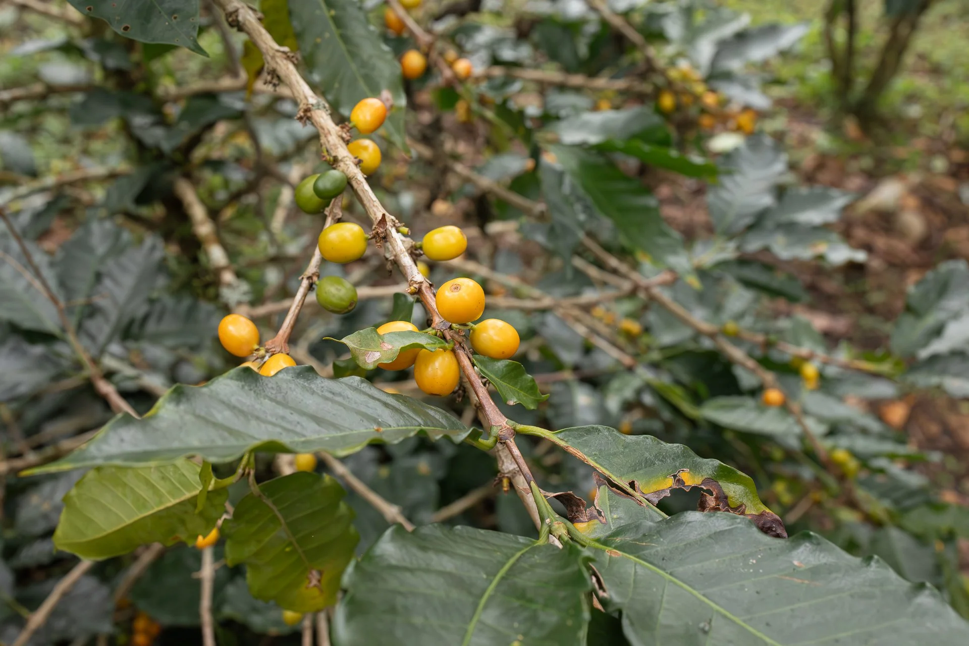 011826_Coffee Farm_Social-22.jpg
