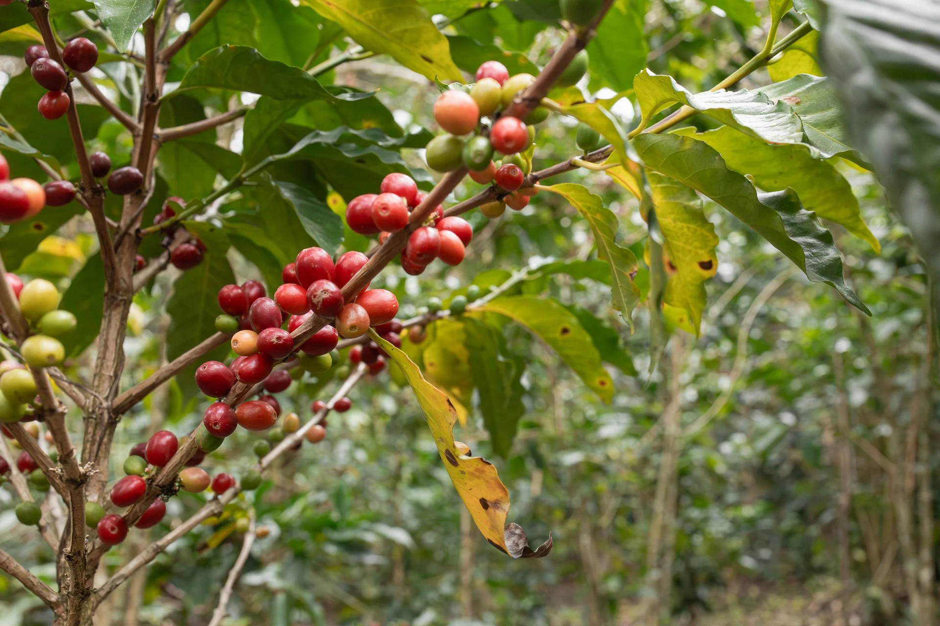011826_Coffee Farm_Social-21.jpg