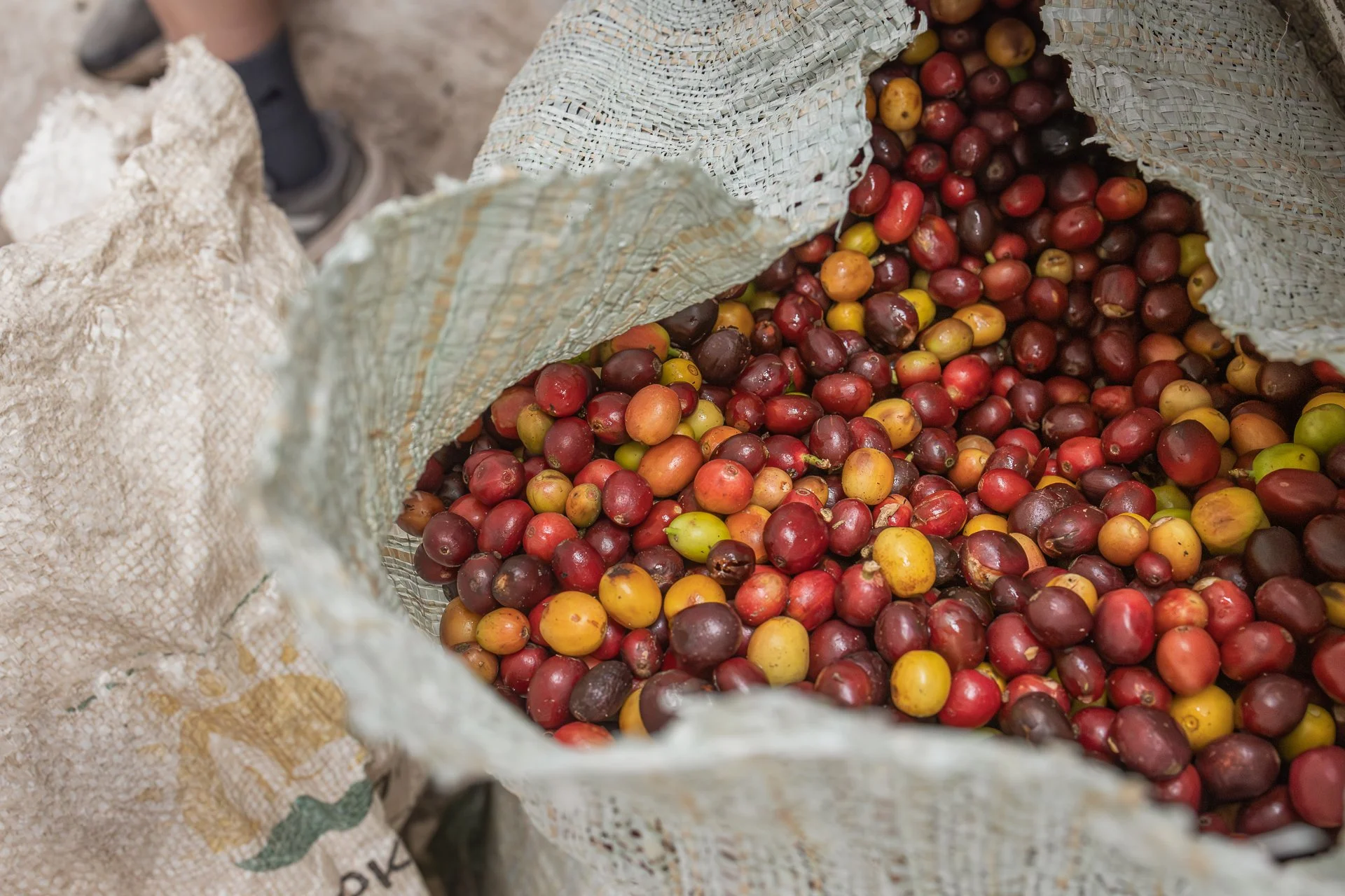 011826_Coffee Farm_Social-32.jpg