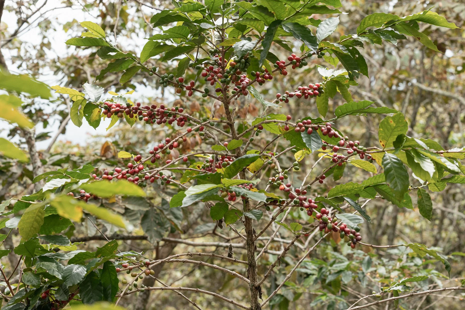 011826_Coffee Farm_Social-13.jpg
