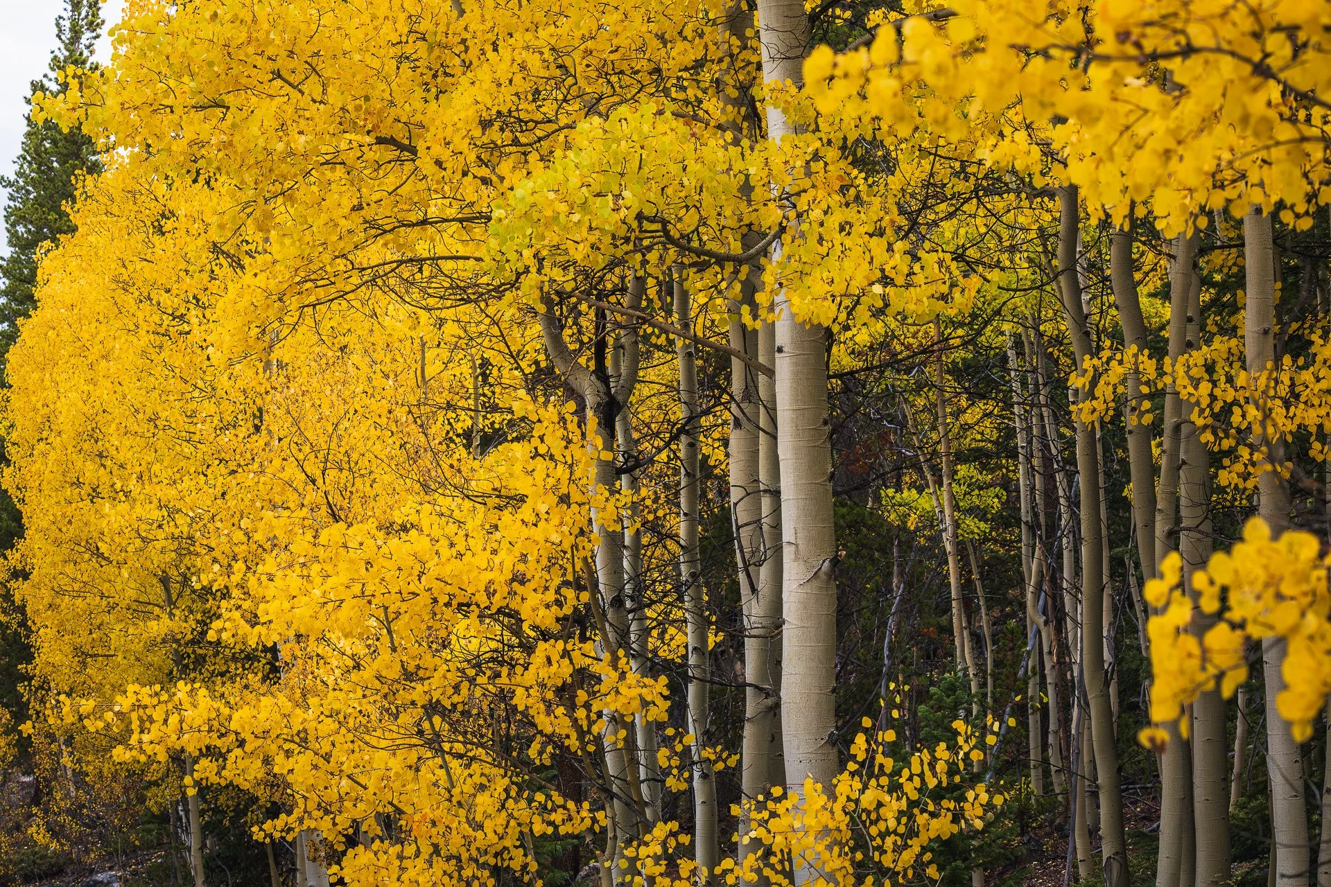 Every fall, I’m reminded how light can turn ordinary moments into something worth stopping for. These aspens caught it just right — glowing from the inside out.
