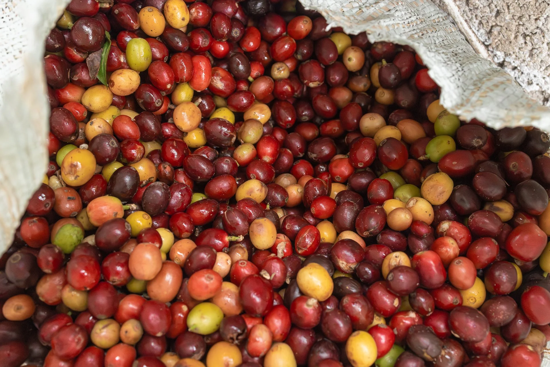 011826_Coffee Farm_Social-34.jpg