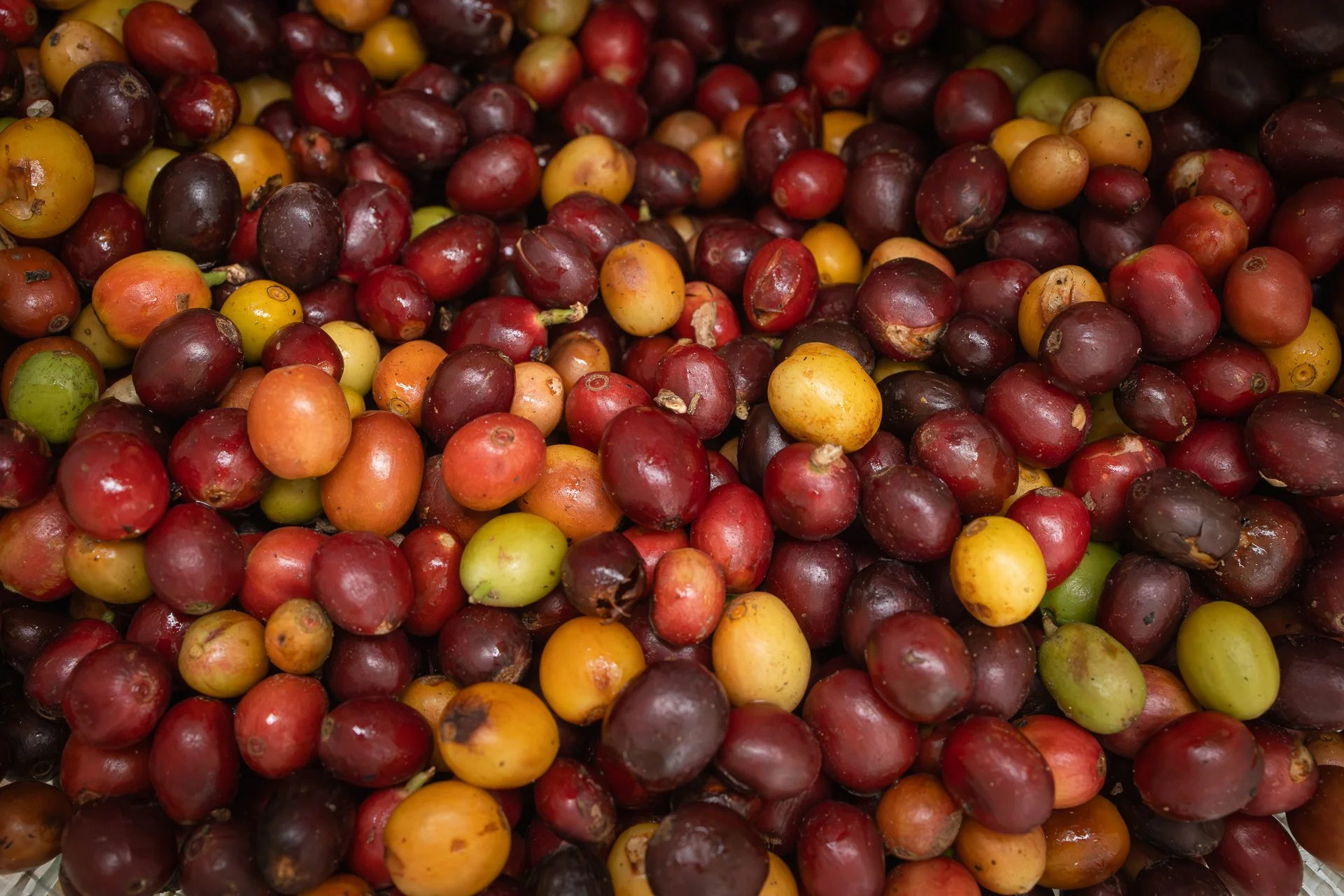 011826_Coffee Farm_Social-33.jpg