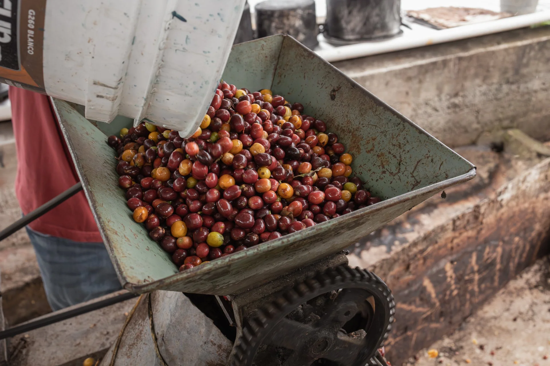 011826_Coffee Farm_Social-42.jpg