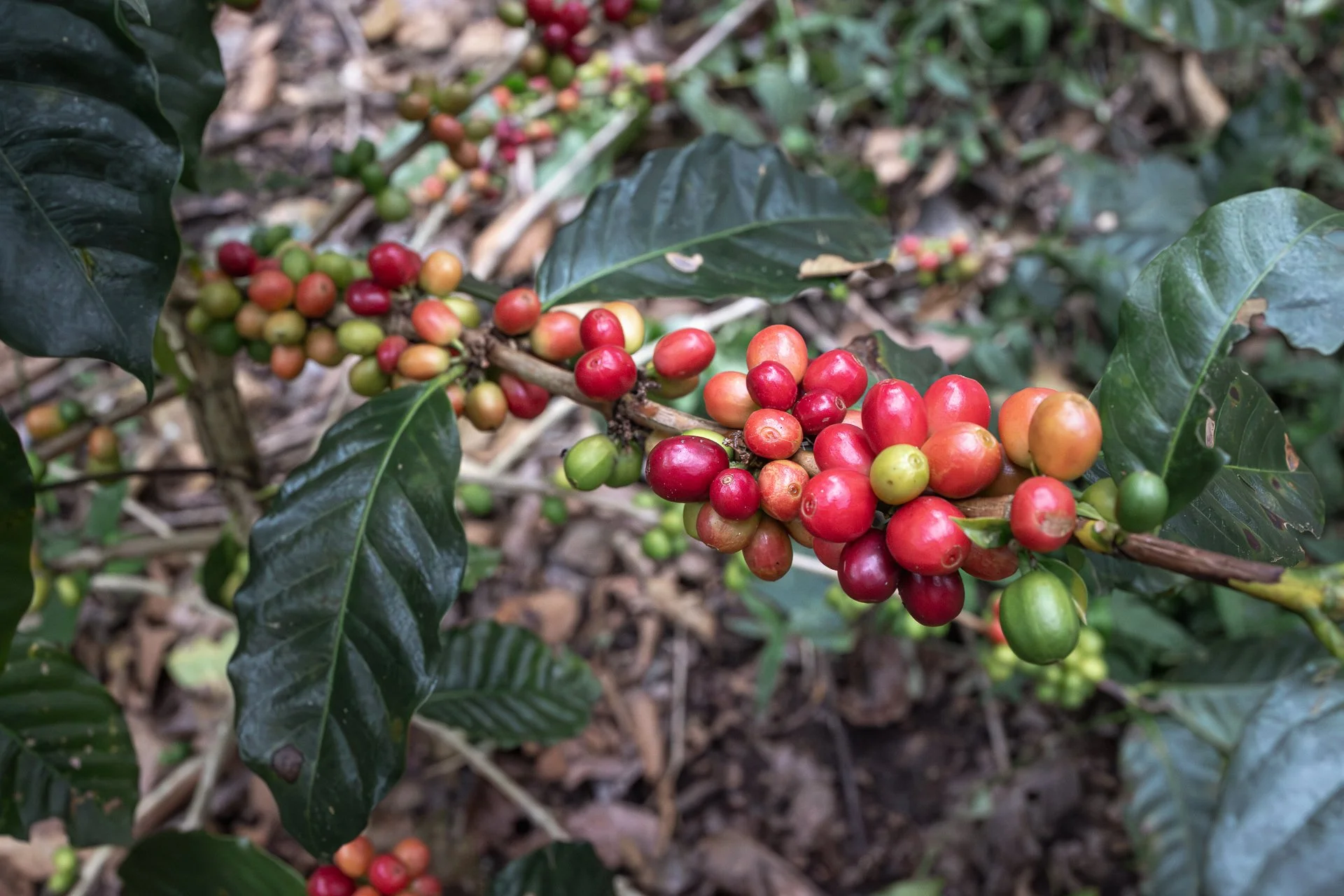 011826_Coffee Farm_Social-19.jpg