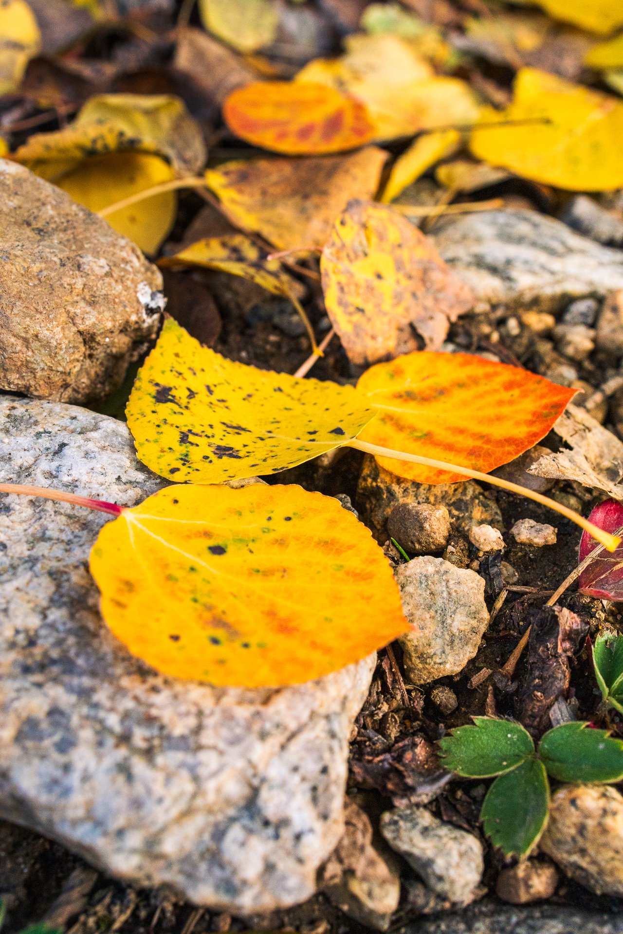 _092825-Social Render-3.jpg