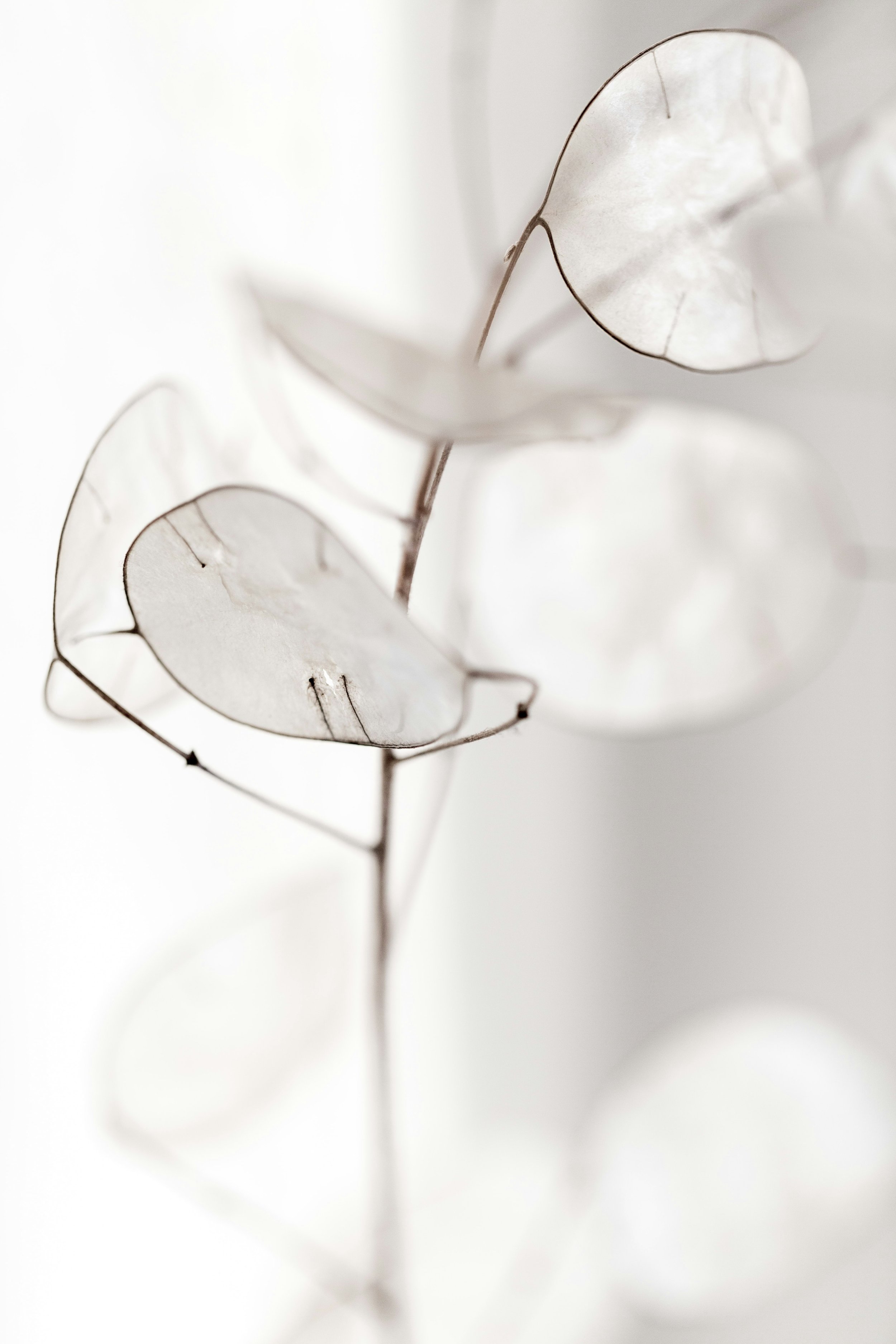 Close-up of white, translucent, leaf-shaped seed pods on a thin branch with a white background.