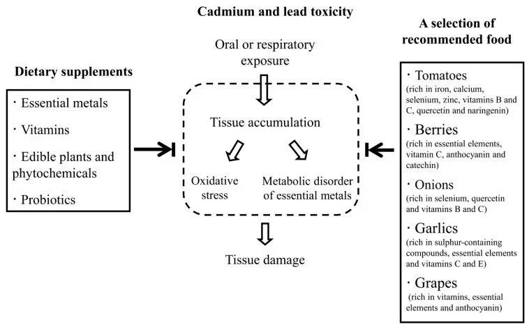 Dietary Strategies for the Treatment of Cadmium and Lead Toxicity