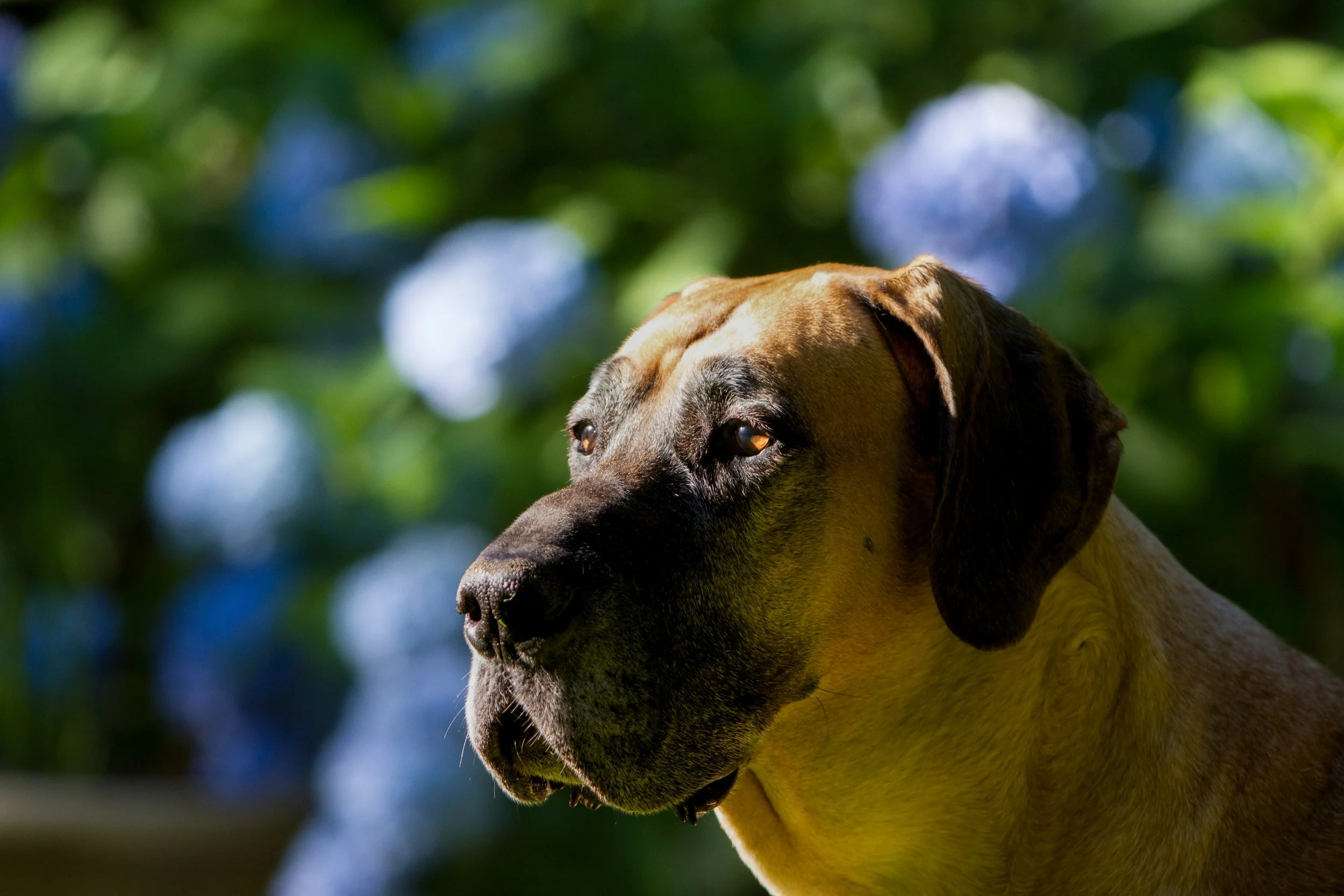 Portrait of Fawn Great Dane in front of Hydrangeas