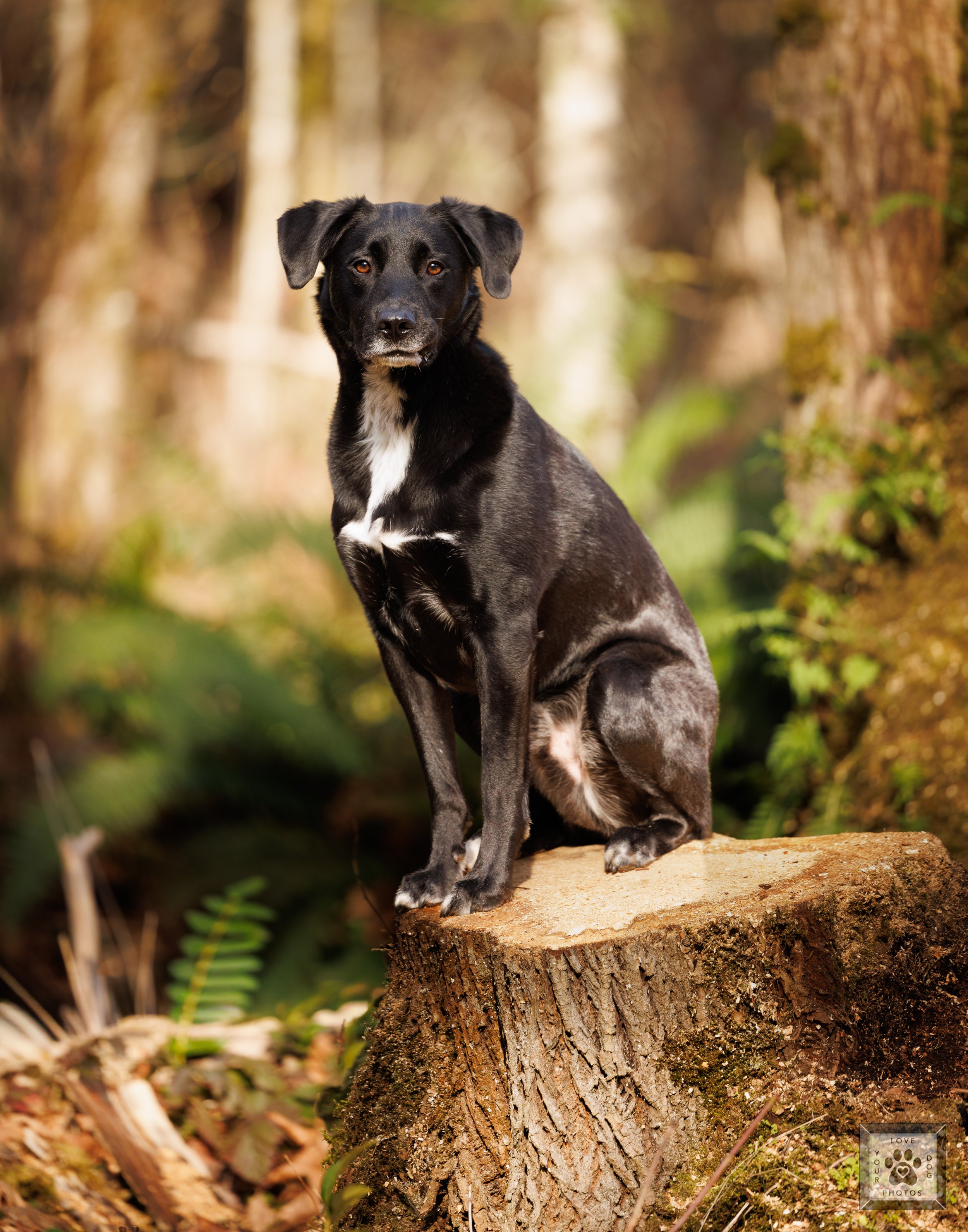 Portrait of a tree removal expert's dog sitting on a tree stump