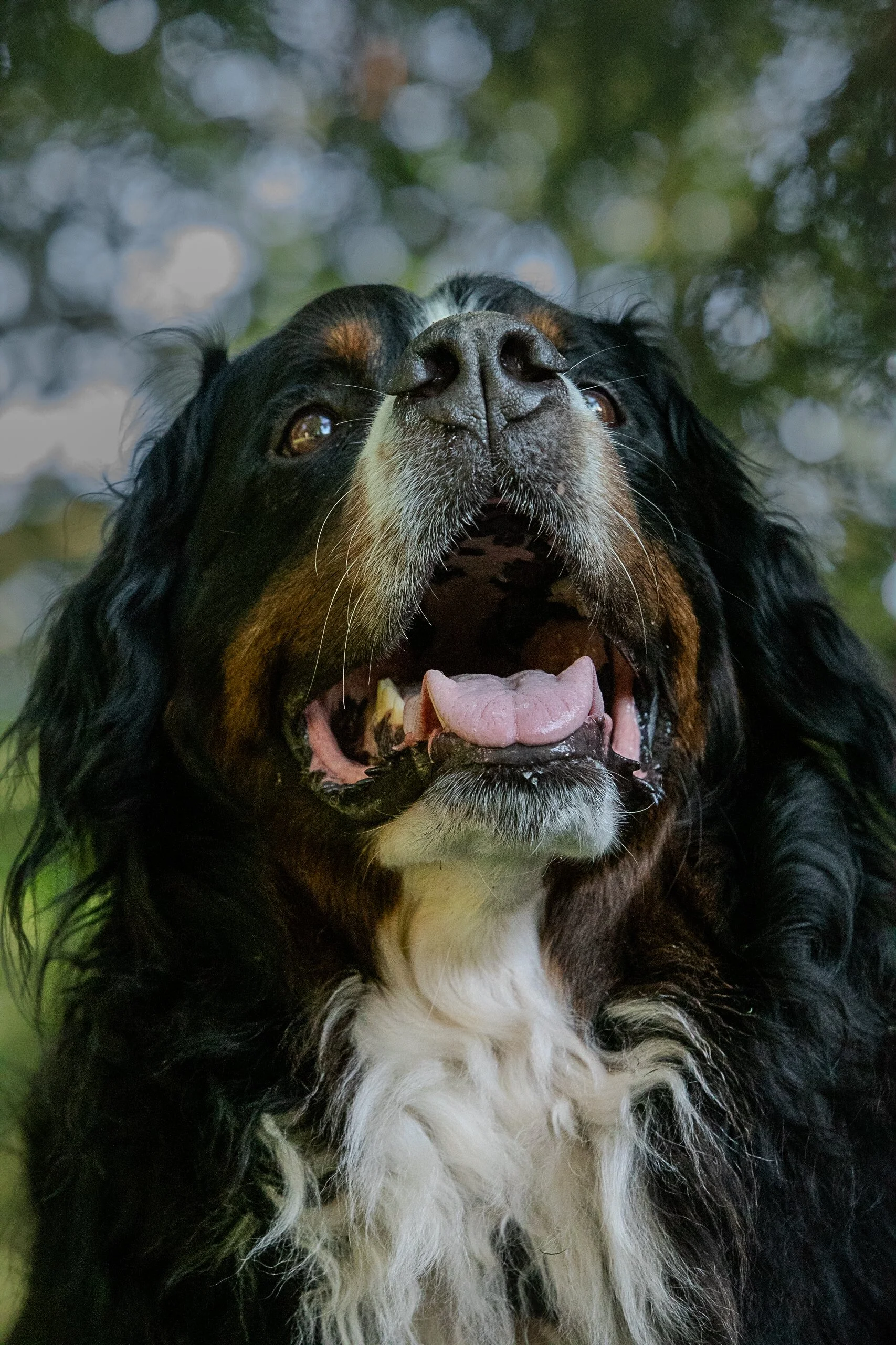 Portrait of a Bernese Mountain Dog looking up to the sky amidst trees