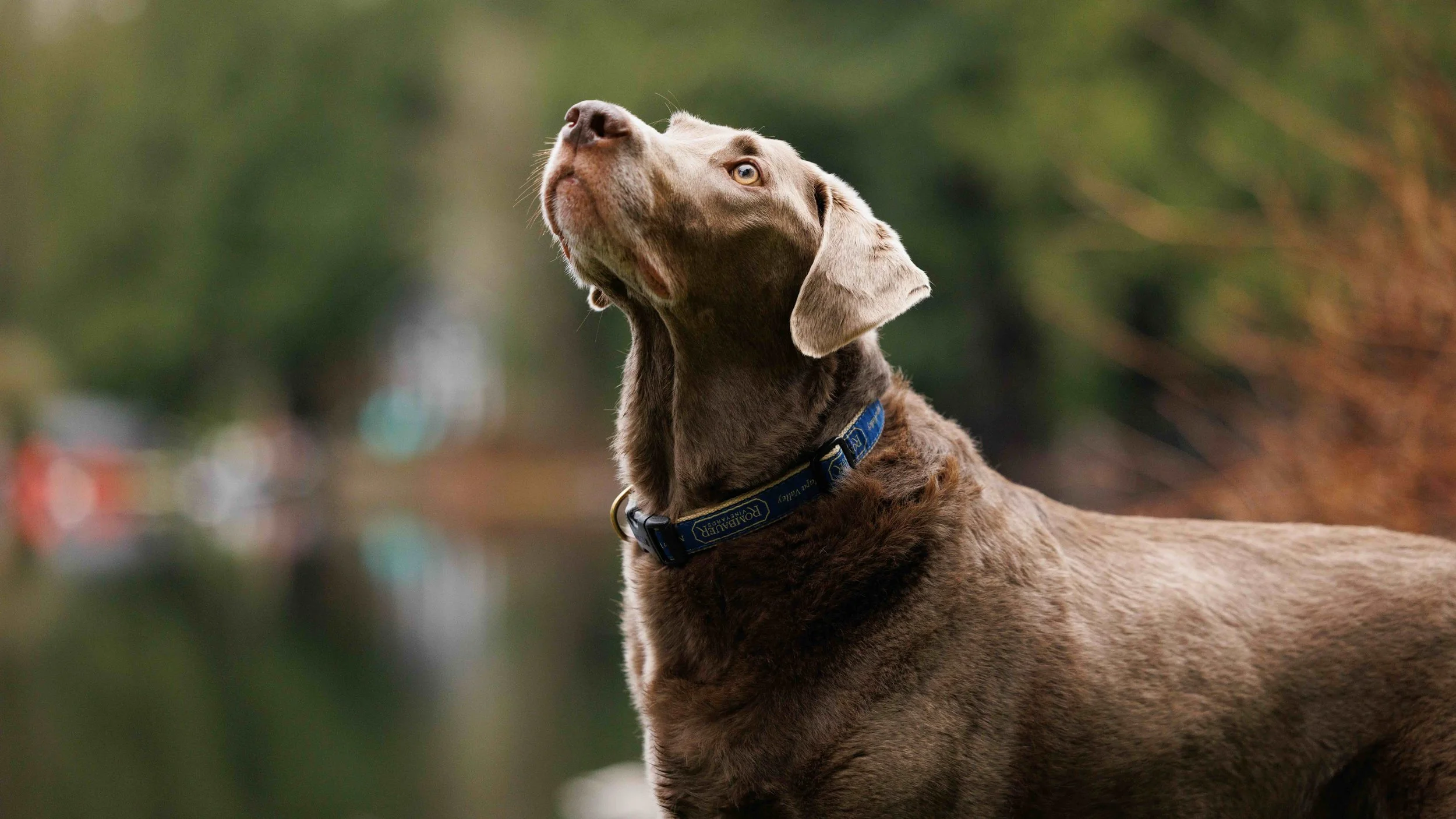 Portrait of Silver Lab at Lake