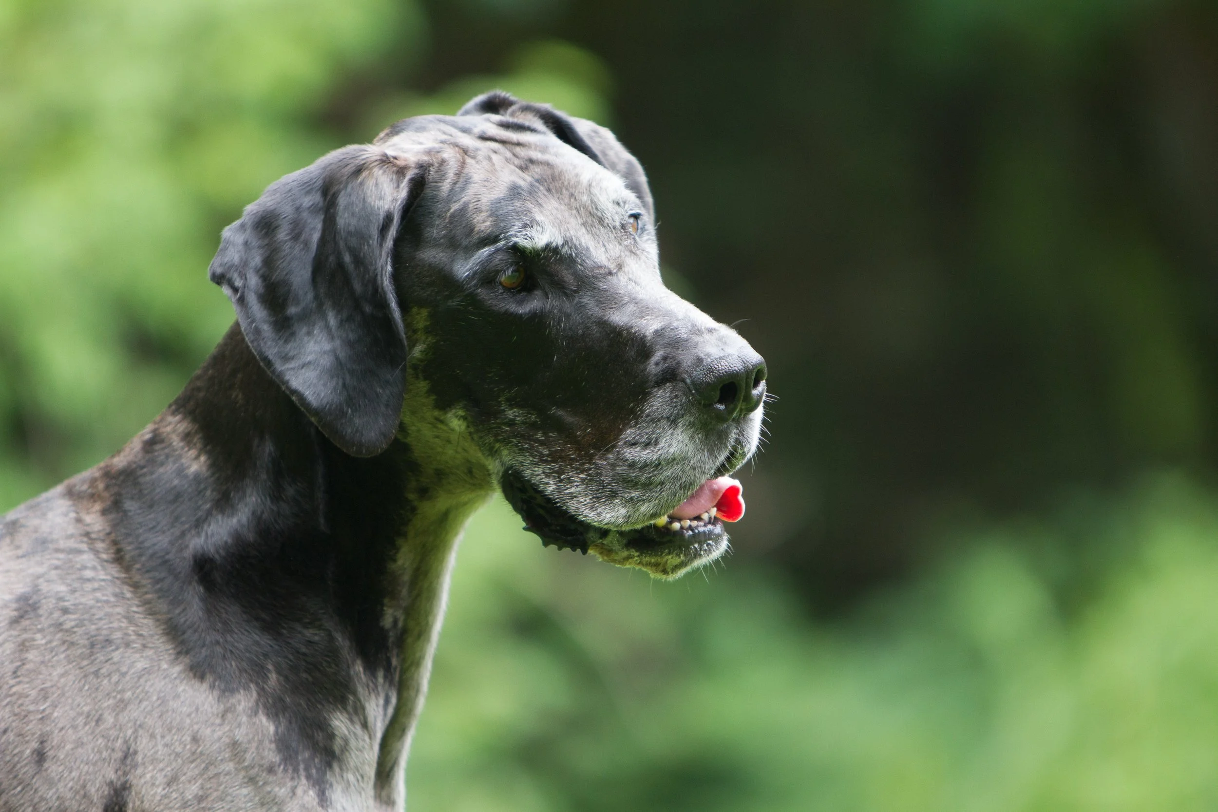 Portrait of a Merle Great Dane in the woods