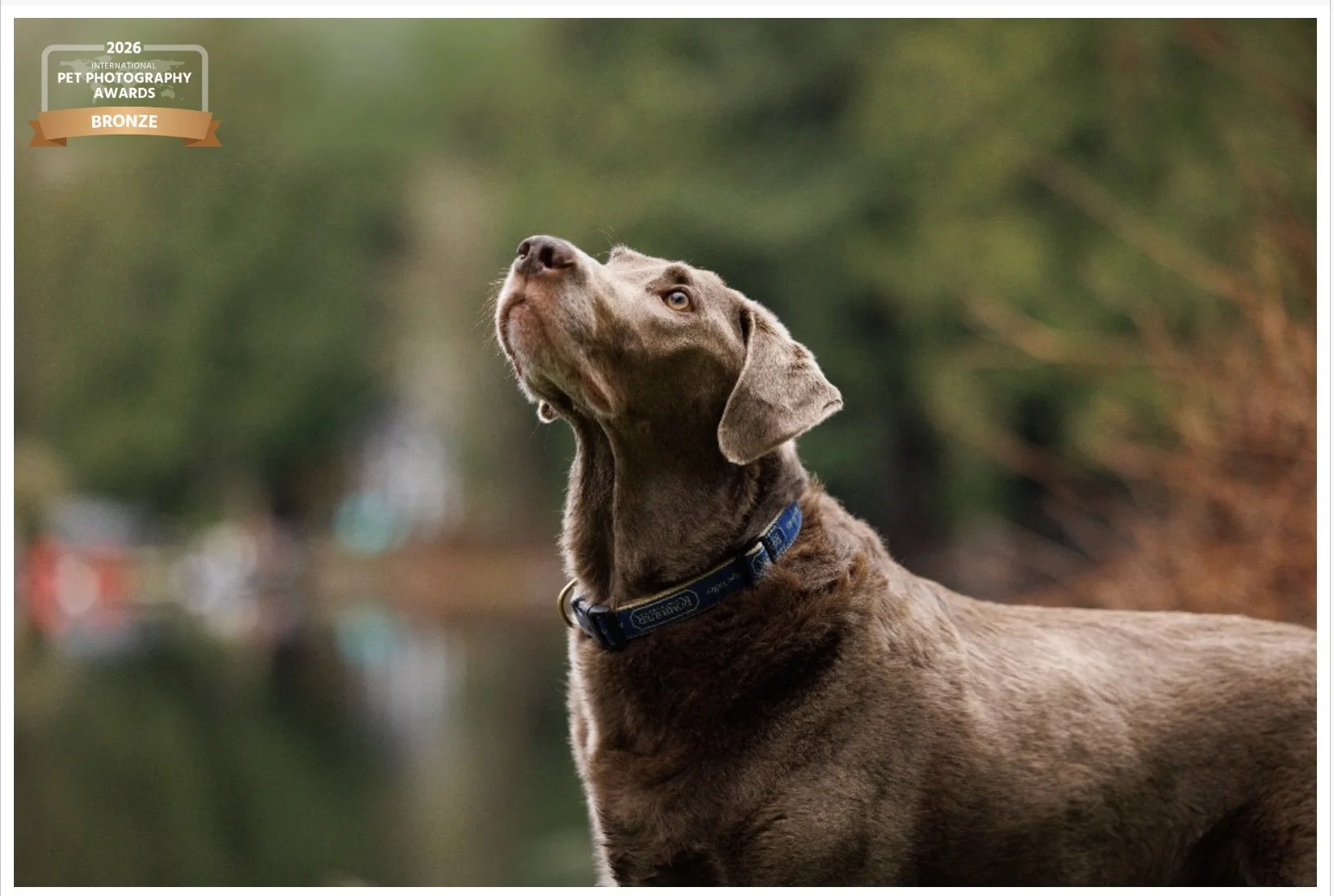 Blue, a silver Labrador, gazing upward beside a lake, 2026 IPPA Bronze Medal, Canine Portrait category.