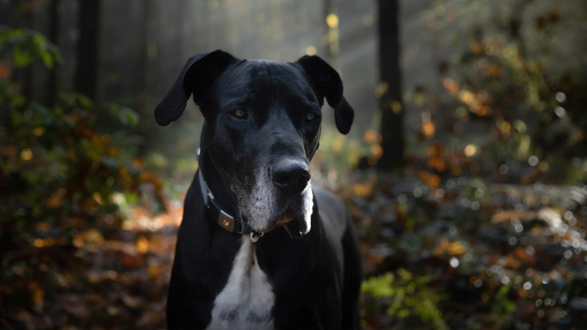 Portrait of a Blue Mantle Great Dane in the woods with sun rays filtered in the background