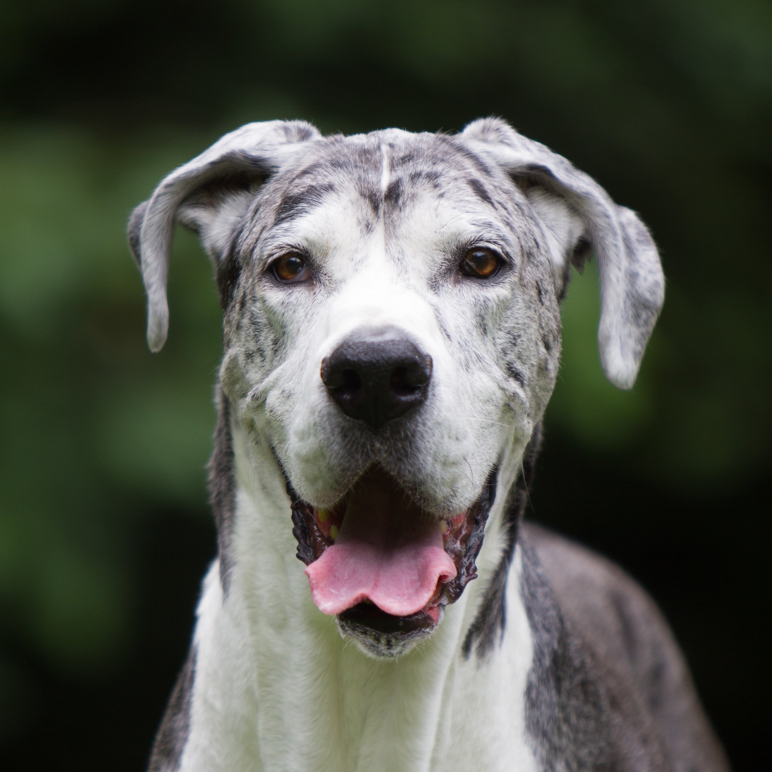 Portrait of a smiling senior Merle Great Dane - and the cover of a book!