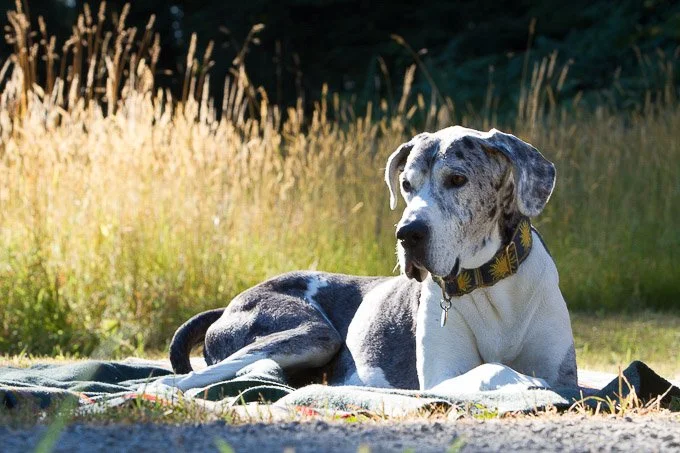 Senior Merle Great Dane laying on a blanket in a quiet park