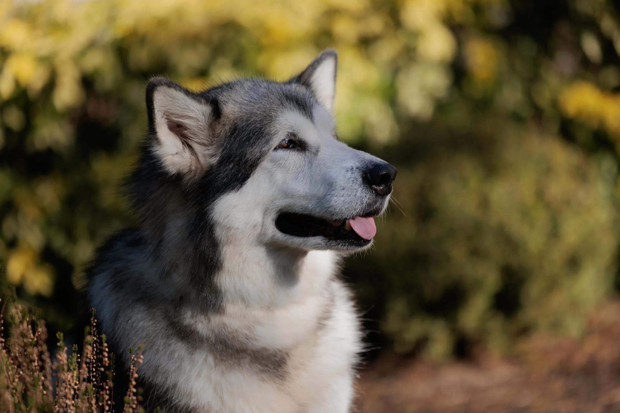 Portrait of Malamute sitting in front of colorful landscape