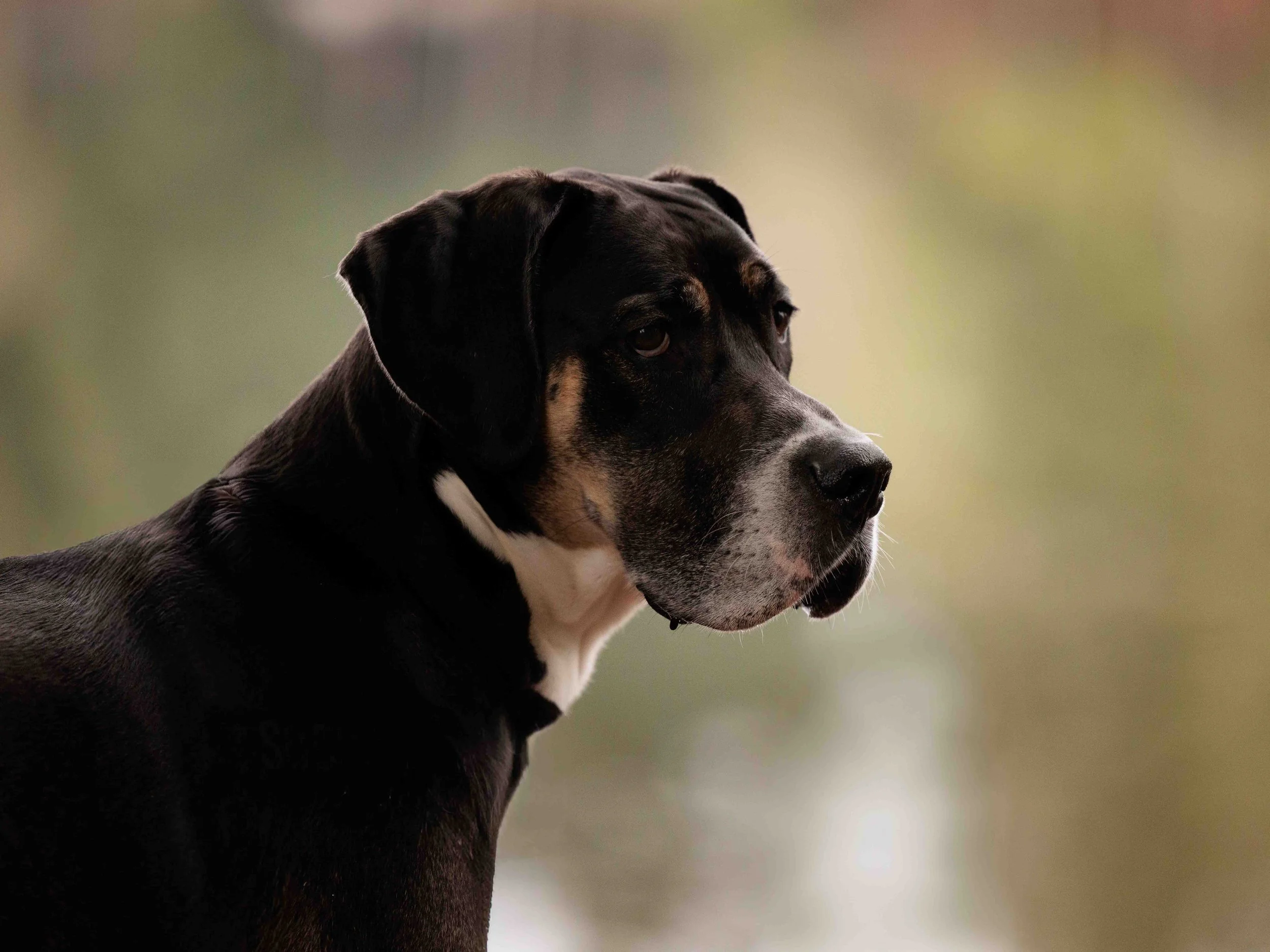 Lakeside portrait of Tan Point Great Dane