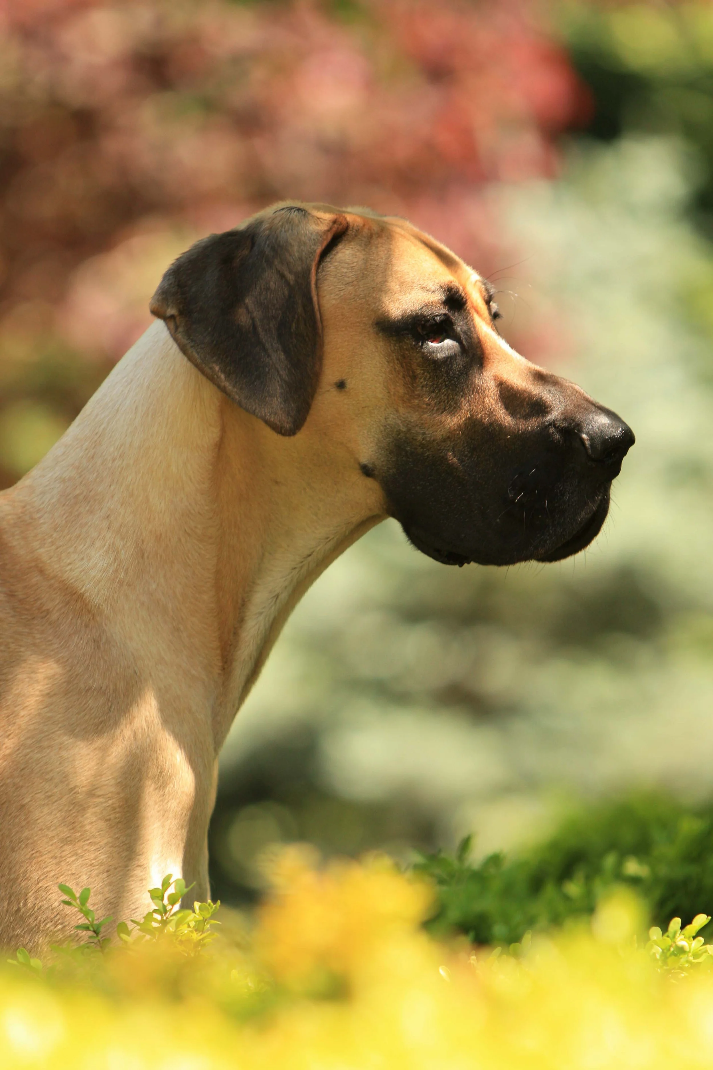 Portrait of Fawn Great Dane in colorful garden