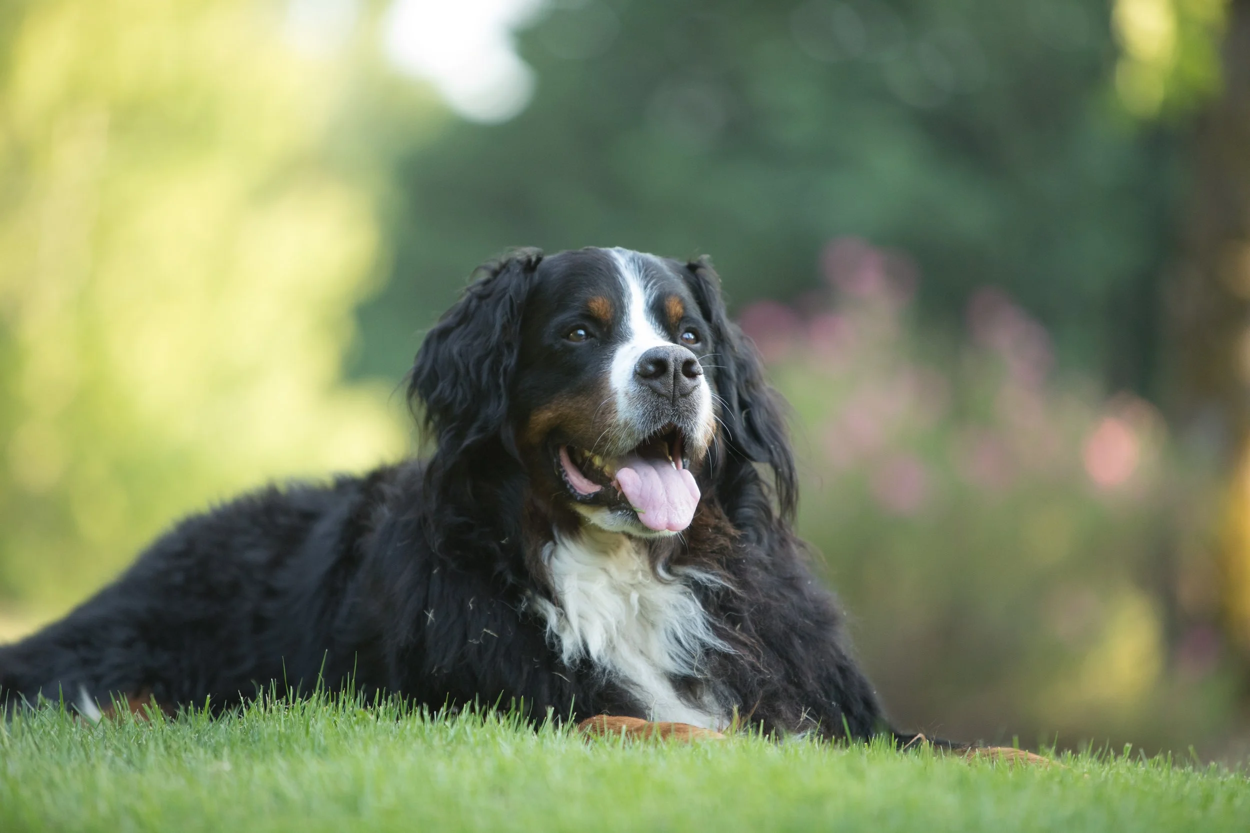 Bernese Mountain Dog laying in front of summer flowering shrubbery