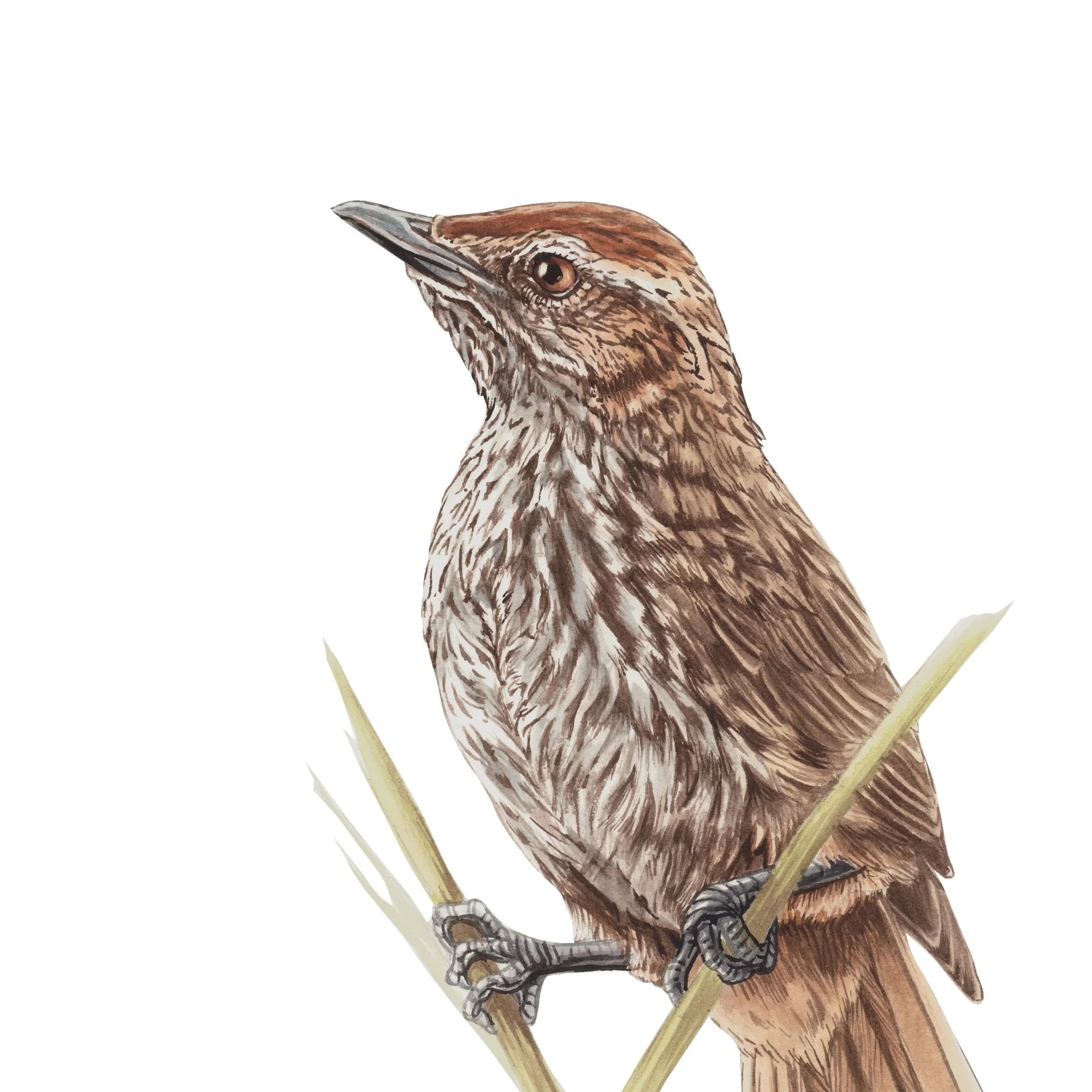 Matata Fernbird nz native bird fine art print detail.jpg