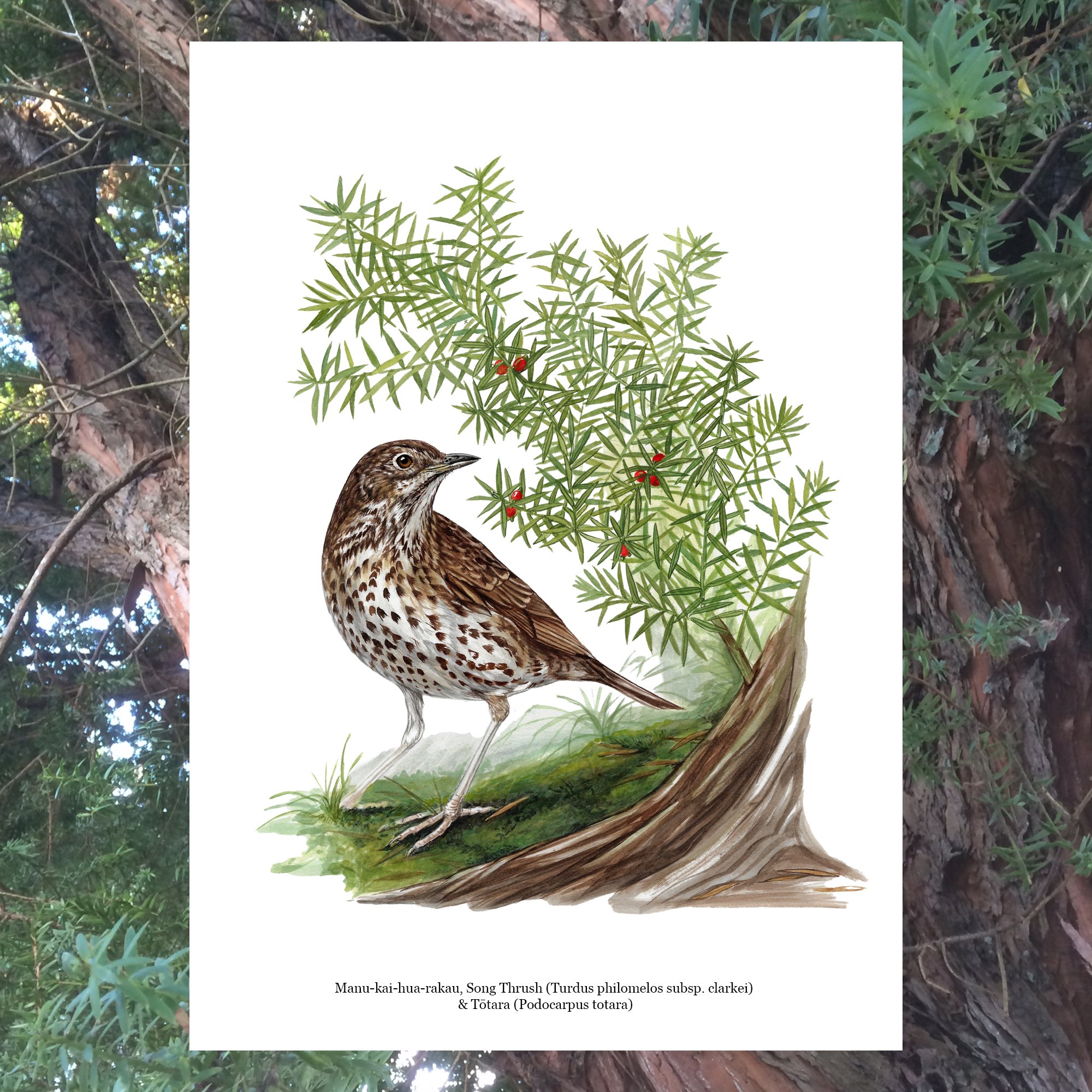 Song thrush web bird art print.jpg