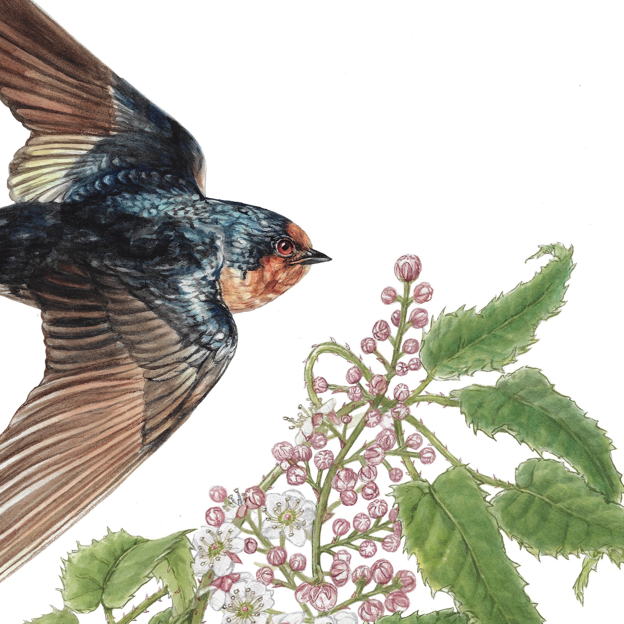 Warou, Welcome Swallow (Hirundo neoxena) & Tātarāmoa, Bush lawyer (Rubus cissoides) warou welcome swallow botanical bird art.jpg