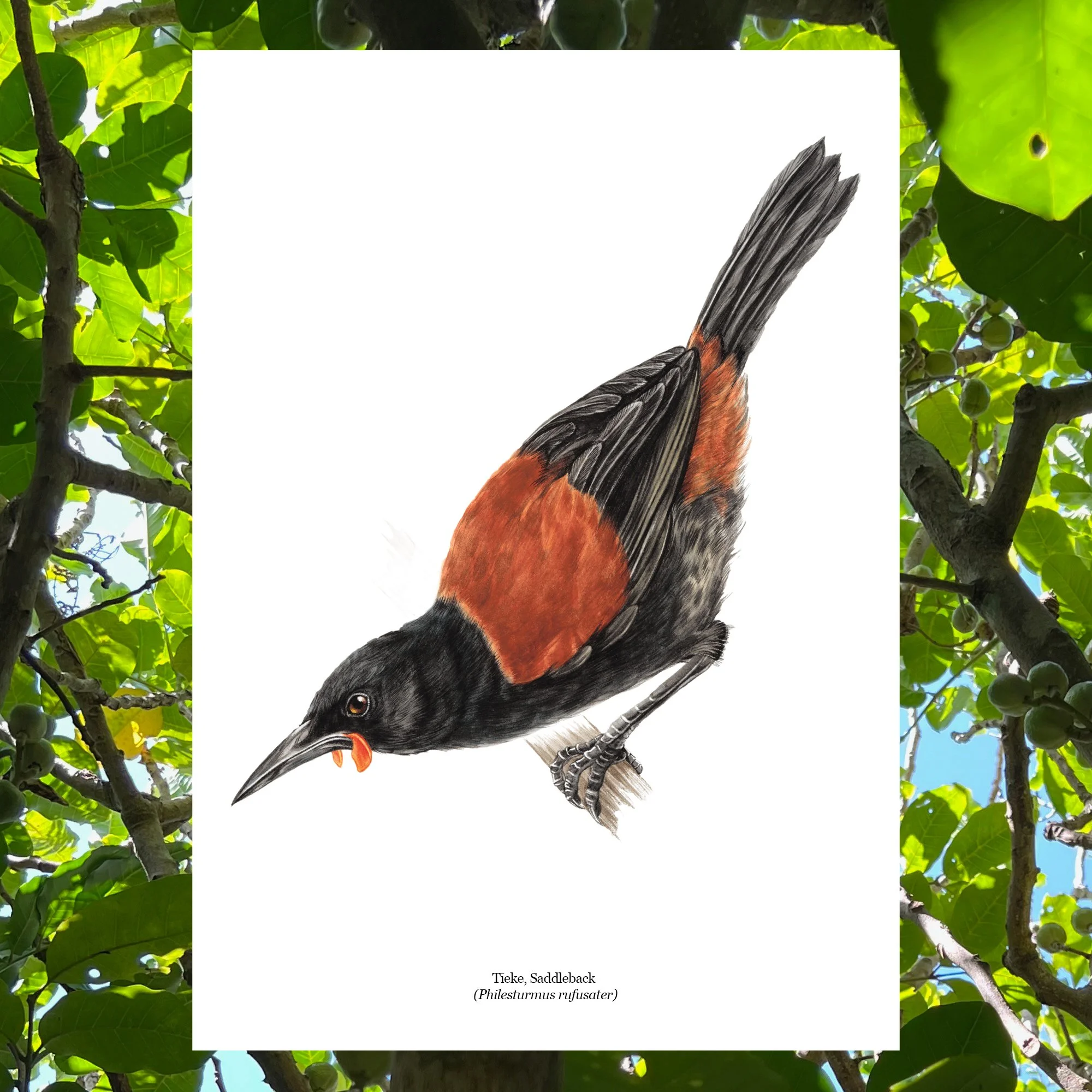 Tieke native bird art print saddleback.jpg