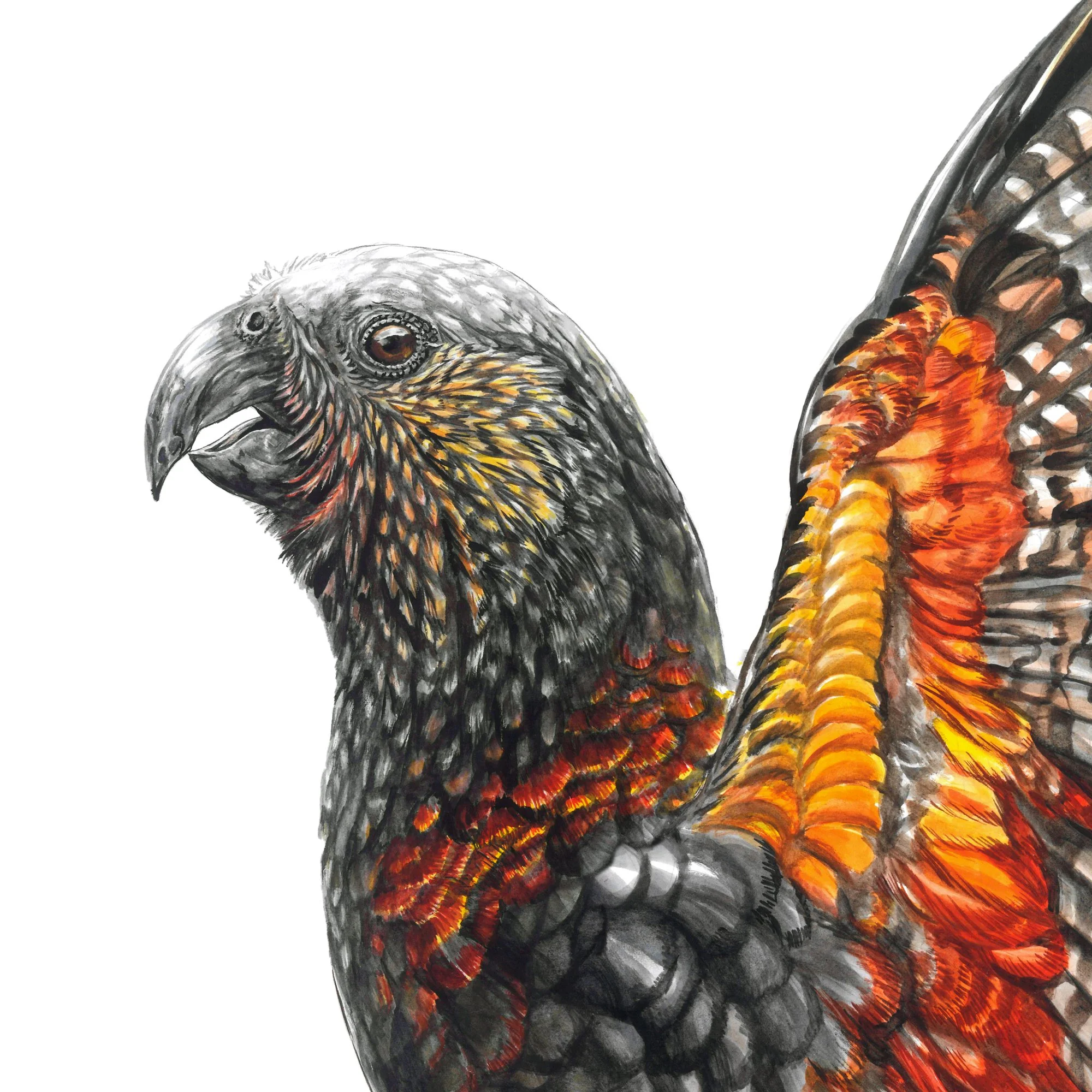Kaka Nestor meridionalis detail art bird painting native print.jpg