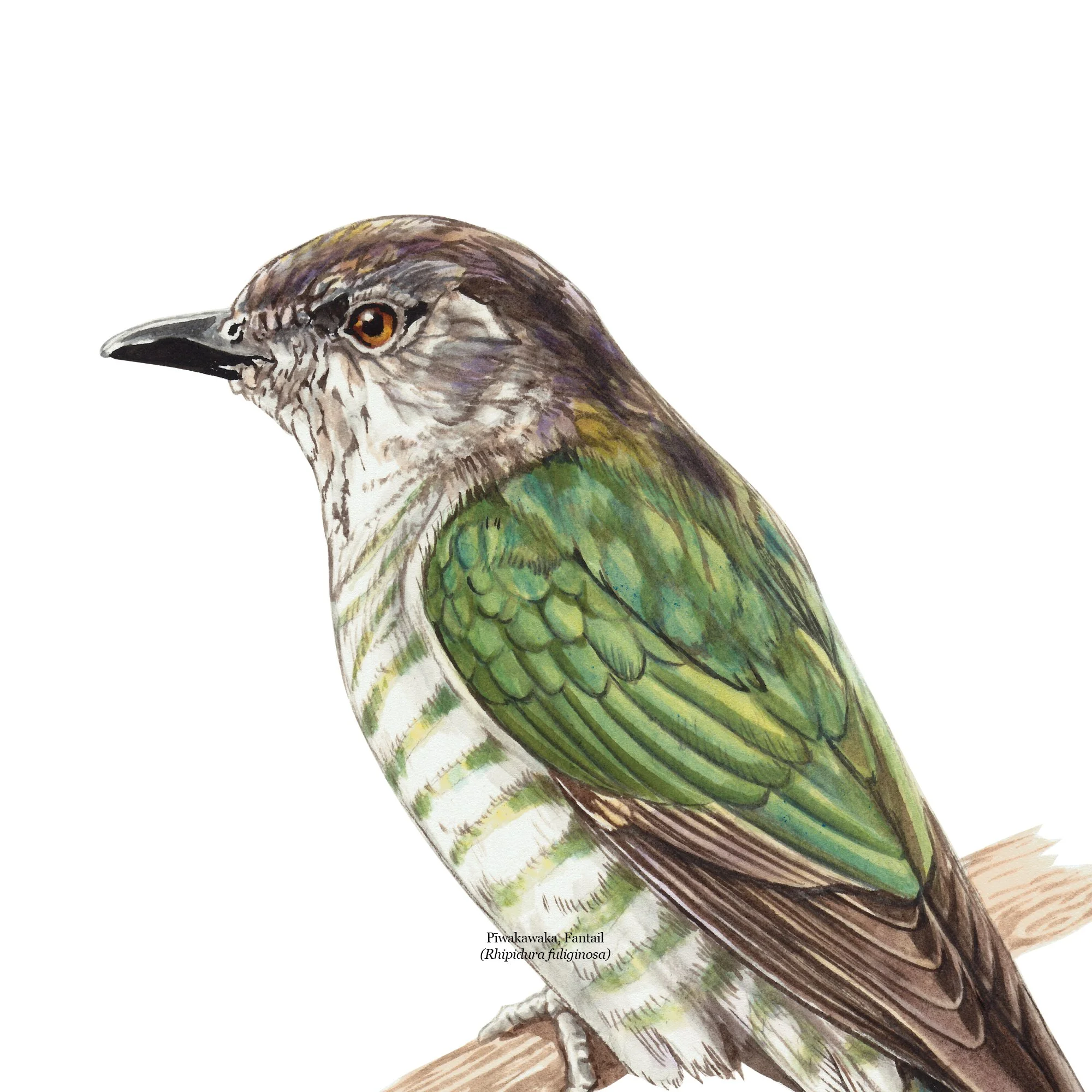 Pīpīwharauroa Shining Cuckoo Chrysococcyx lucidus detail.jpg