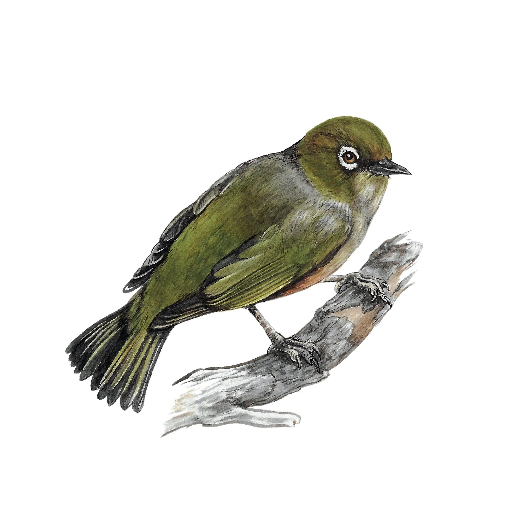 Tauhou silvereye waxeye native bird art print.jpg