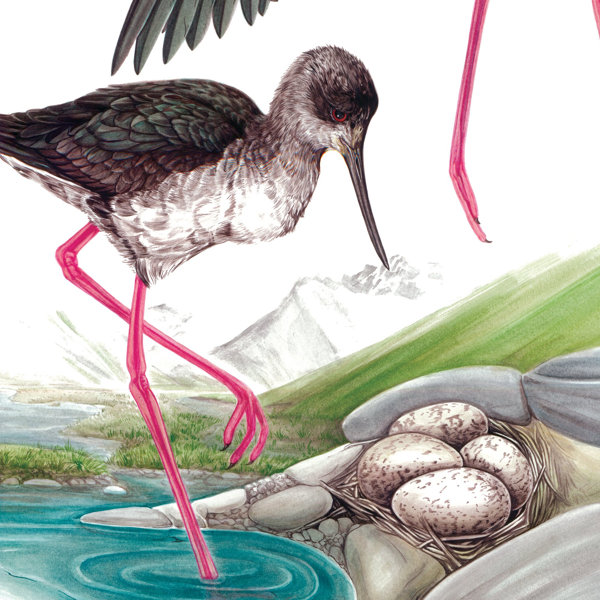 kaki black stilt Erin Forsyth bird art print detail.jpg