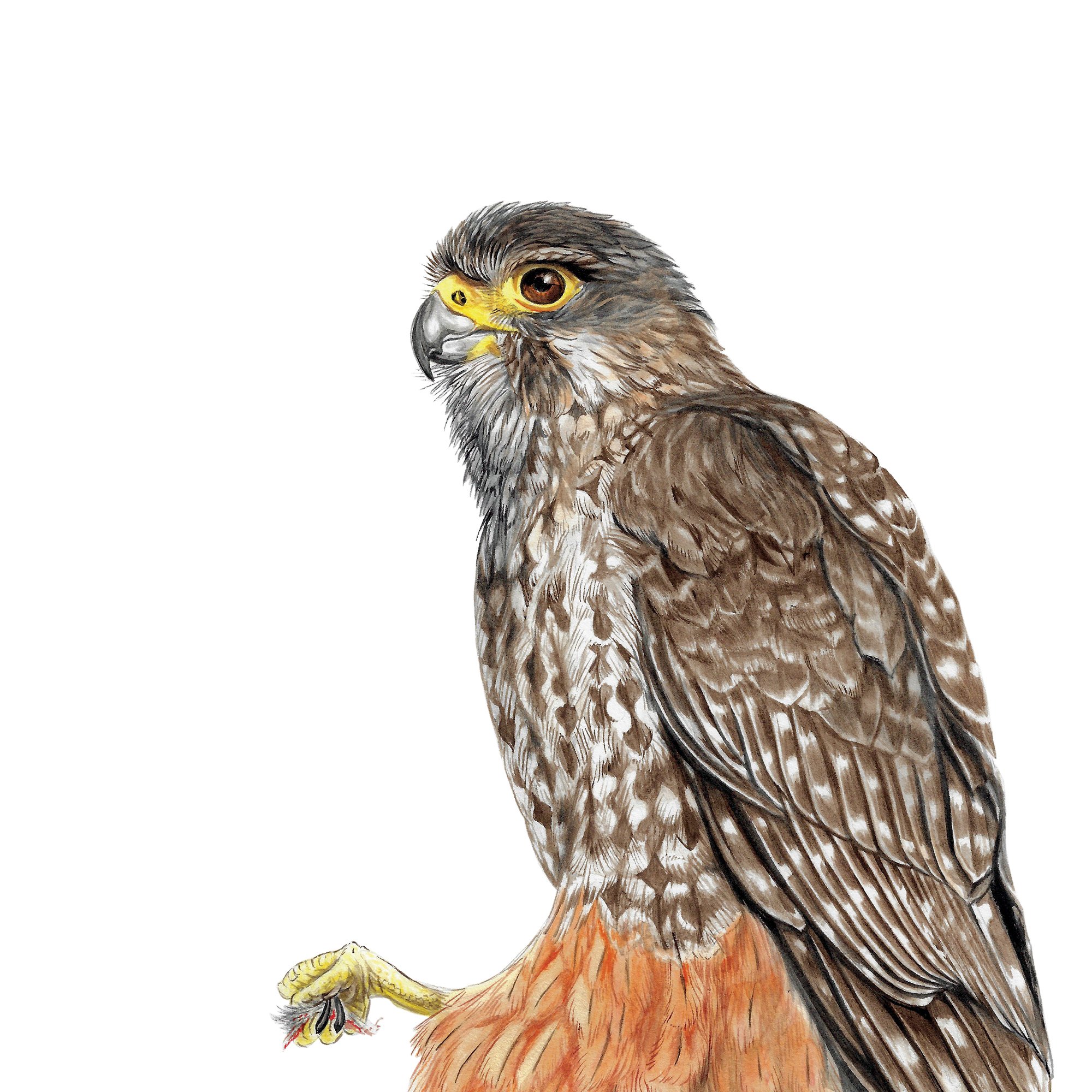 karearea nz falcon detail native bird art print.jpg