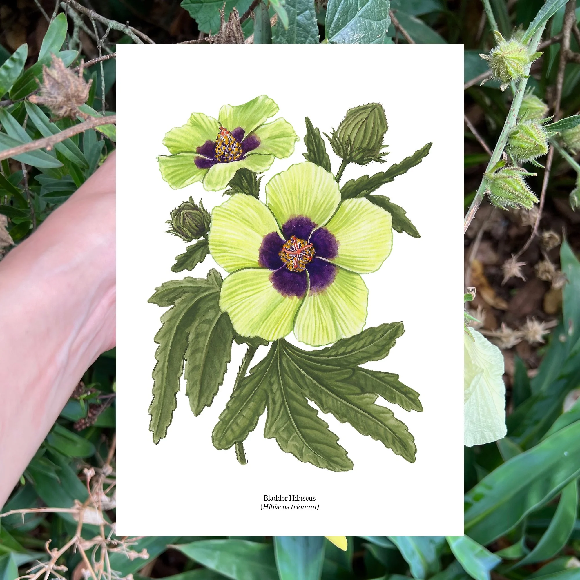 Hibiscus trionum richardsonii native plant botanical art print nz.jpg
