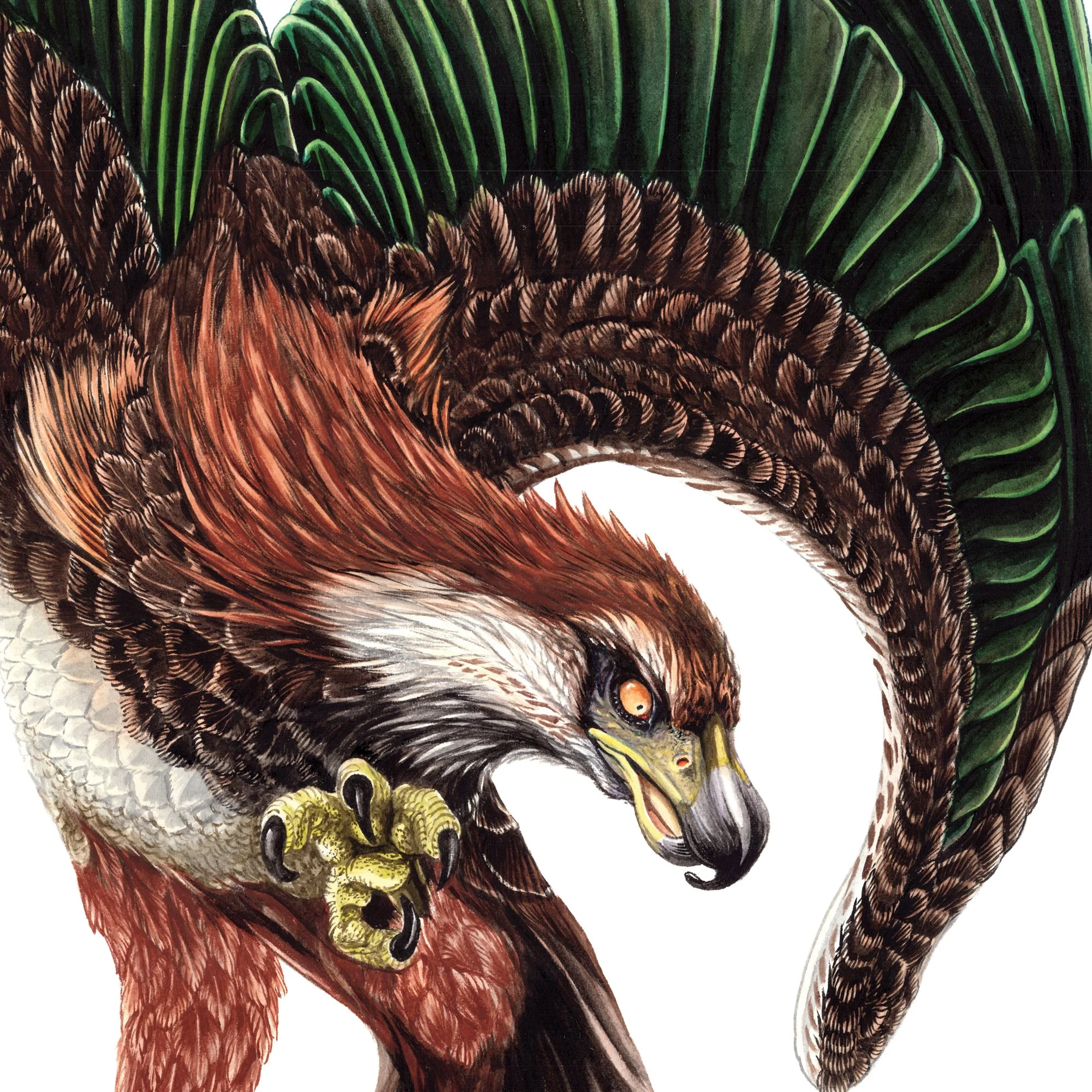 Pouakai haast eagle detail art print.jpg