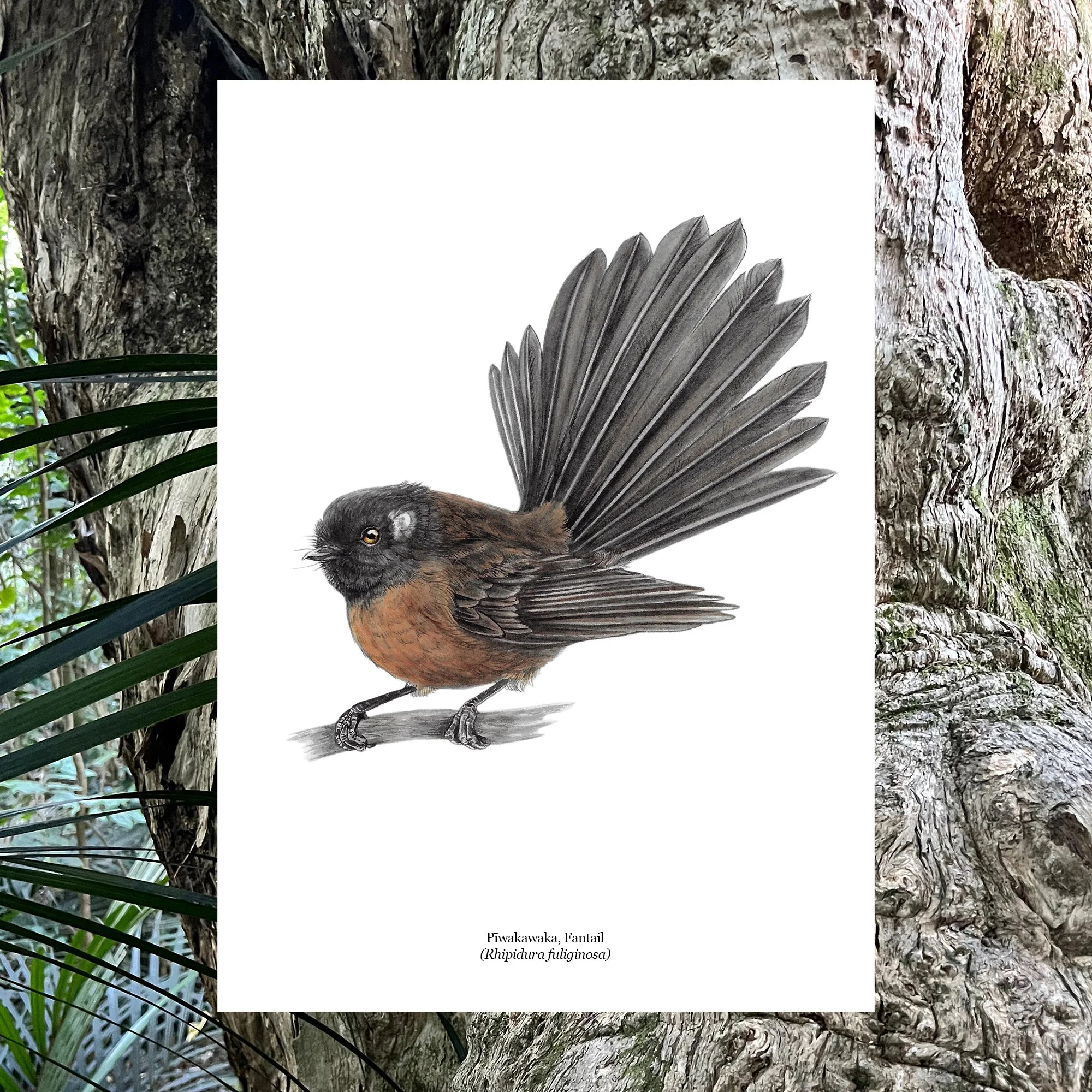 piwakawaka dark morph art print.jpg