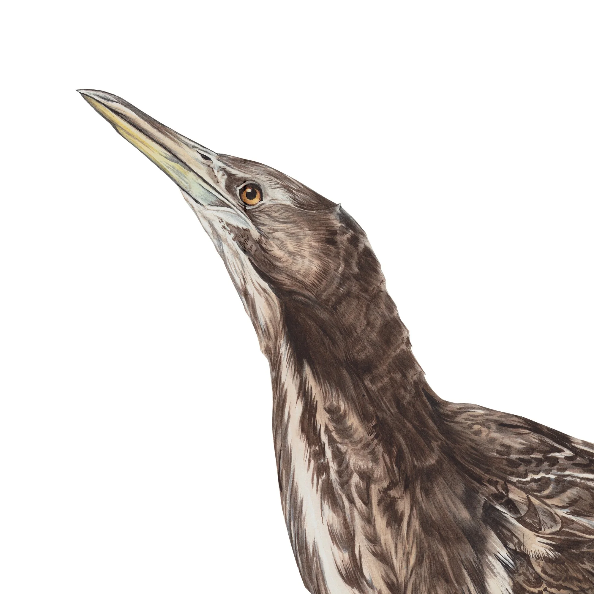 Matuku hurepo australasian bittern nz native bird art print.jpg