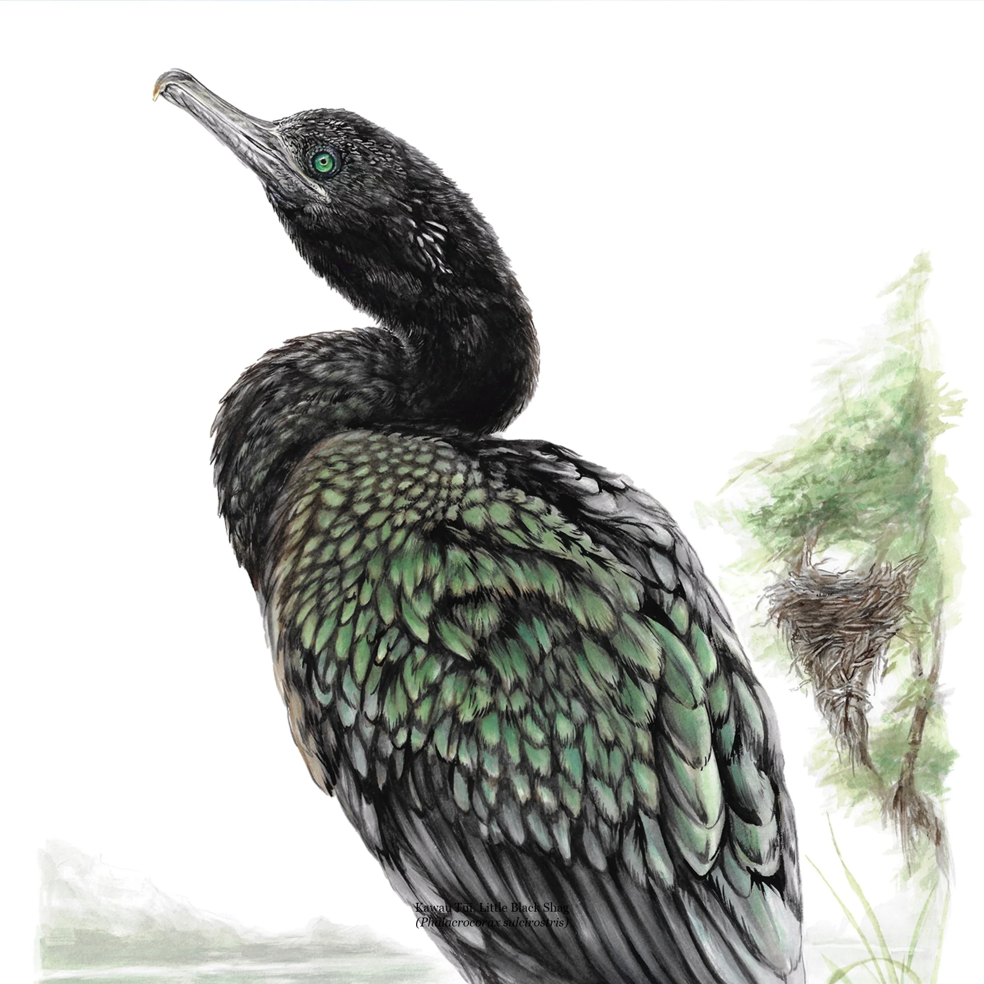 Kawau tui detail.jpg