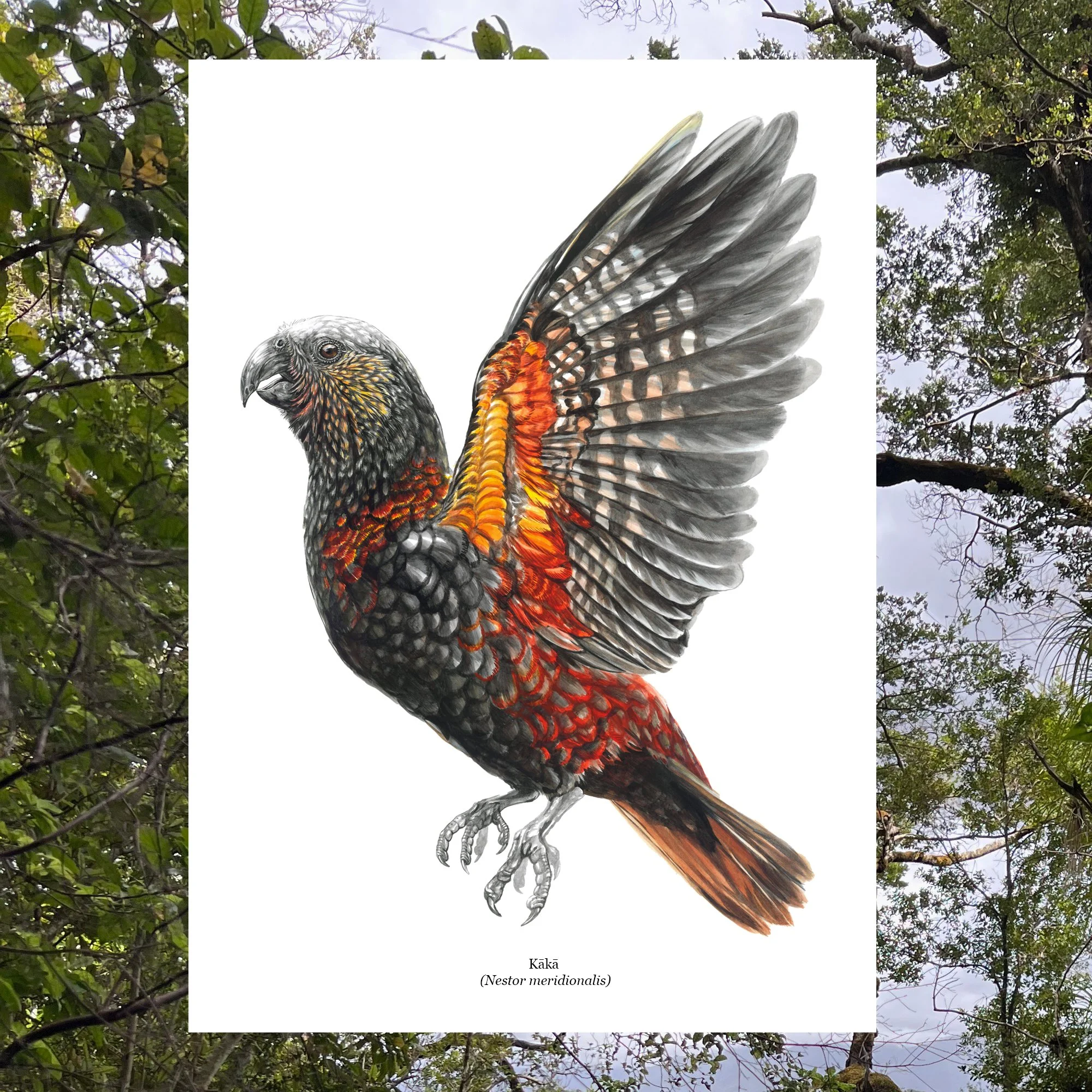 Kaka native bird art print.jpg